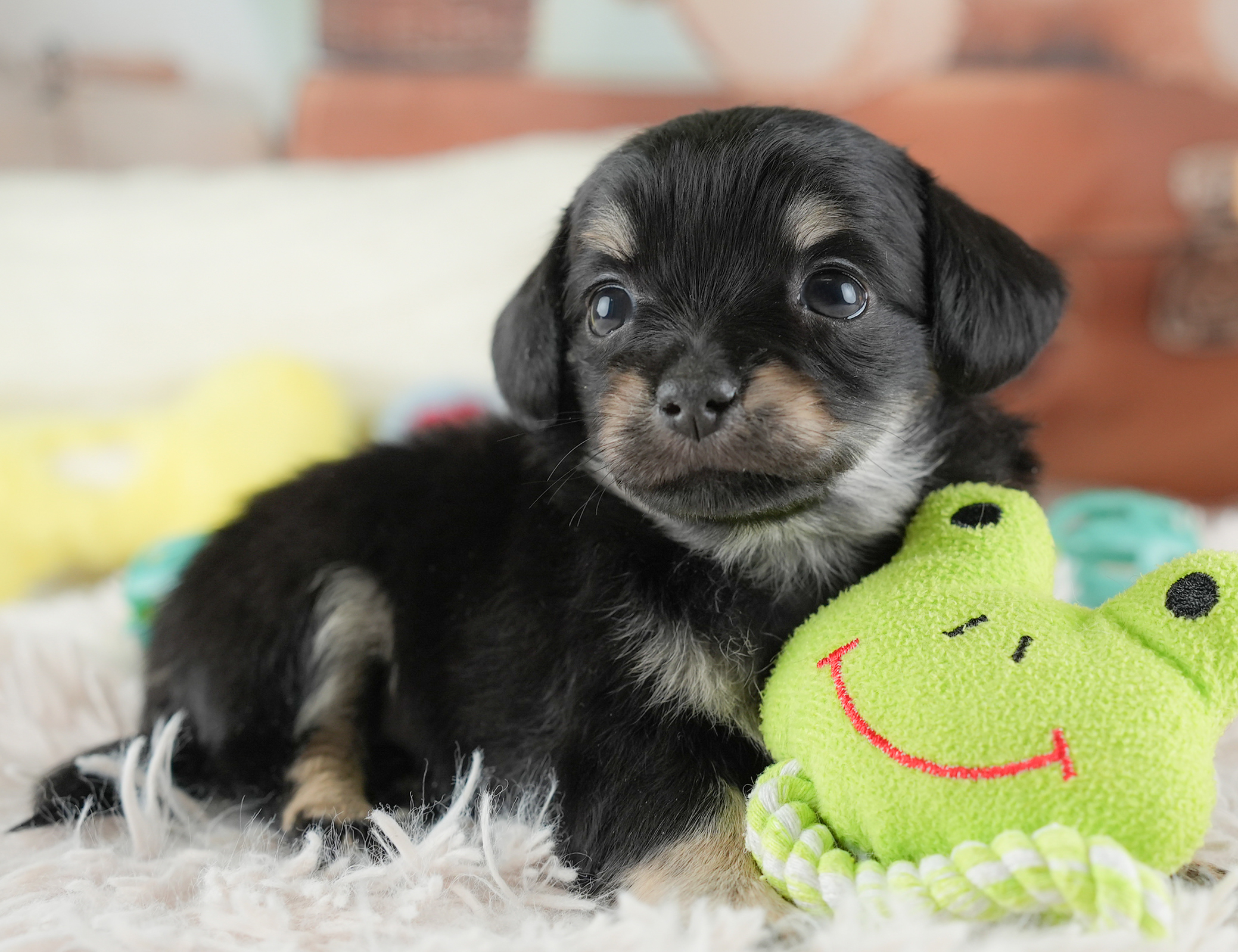 チワックス | 女の子 | ブラックタン | 2025年12月24日