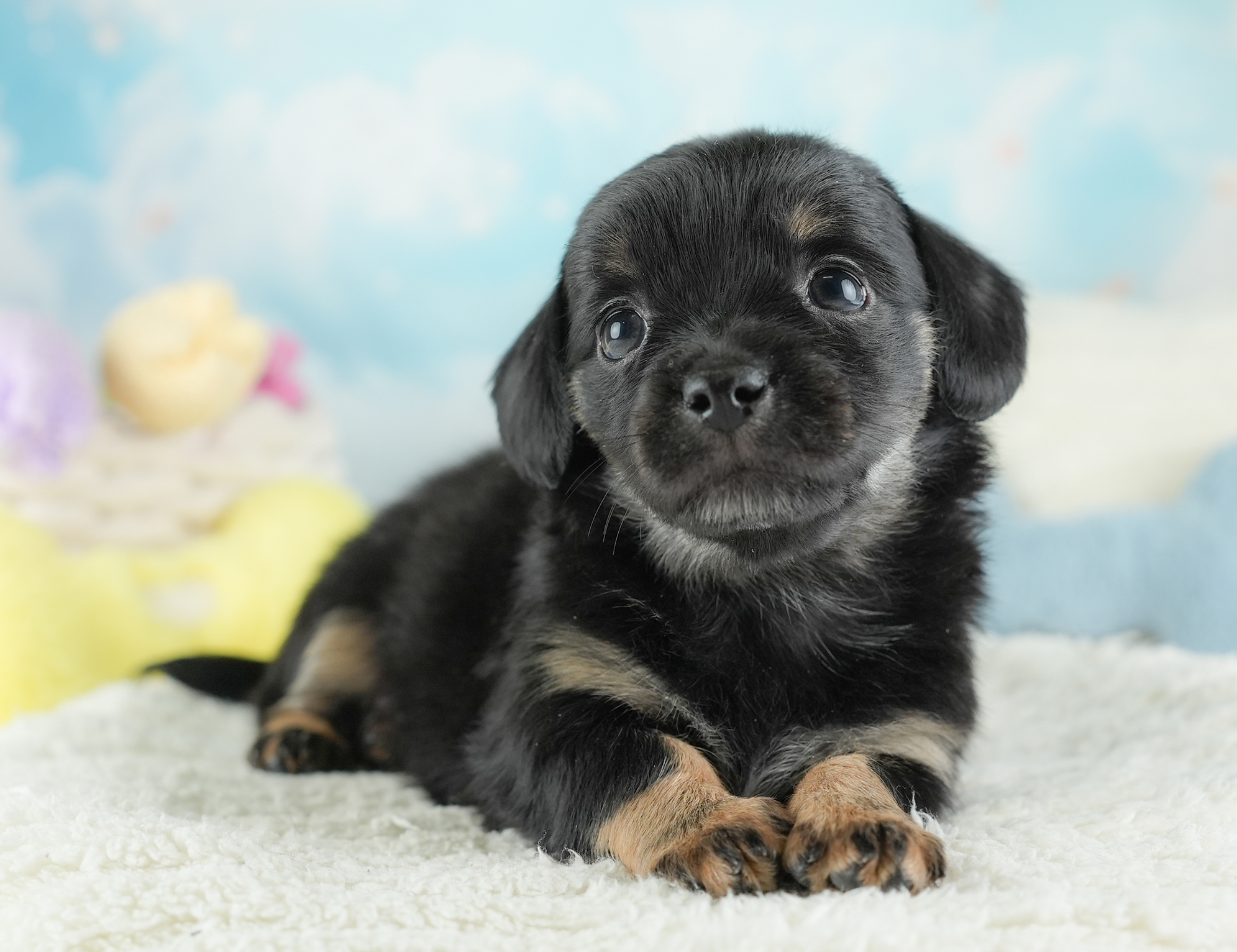 チワックス | 男の子 | ブラックタン | 2025年12月24日