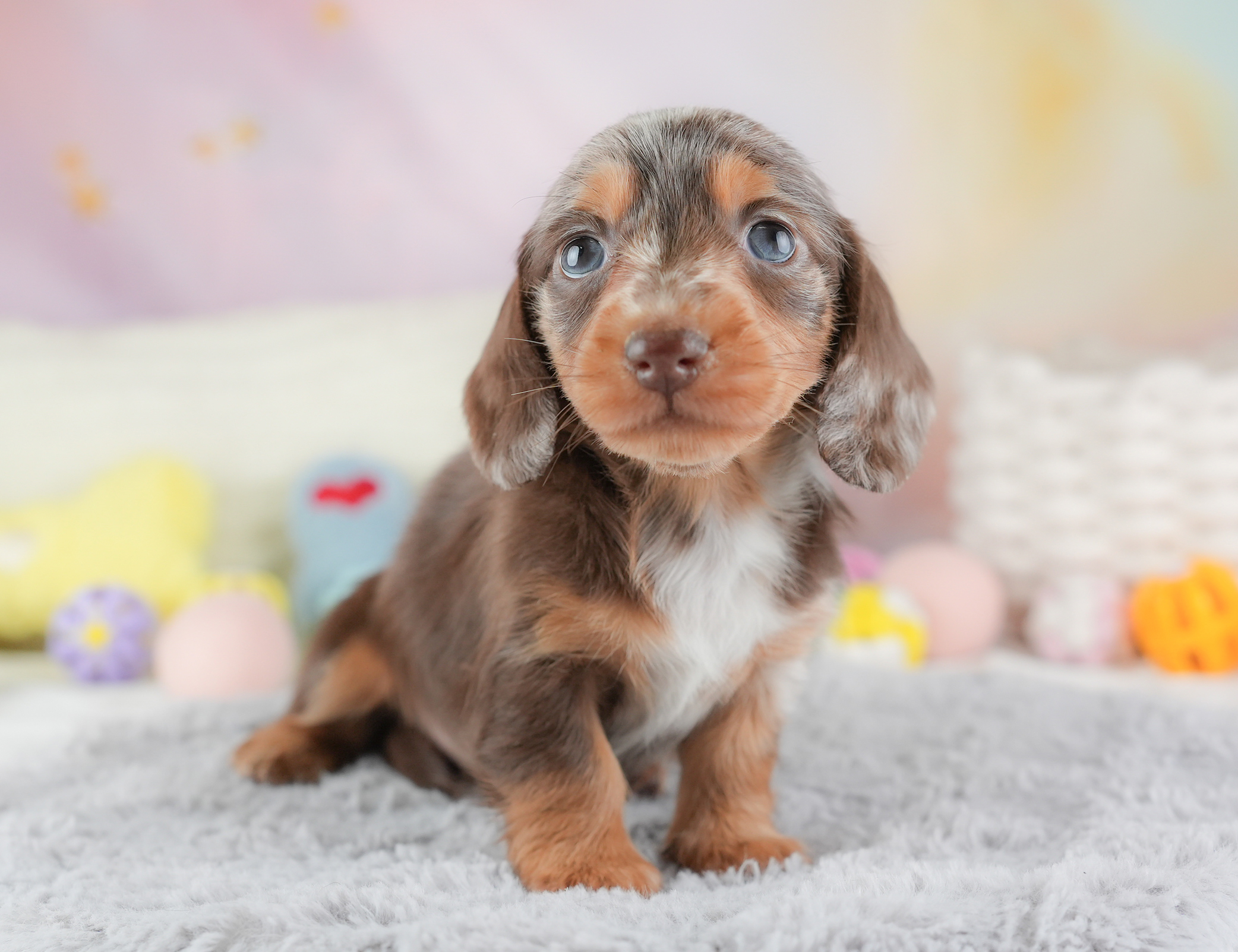 ミニチュア・ダックスフンド(ロング) | 女の子 | チョコレートダップル | 2025年12月24日