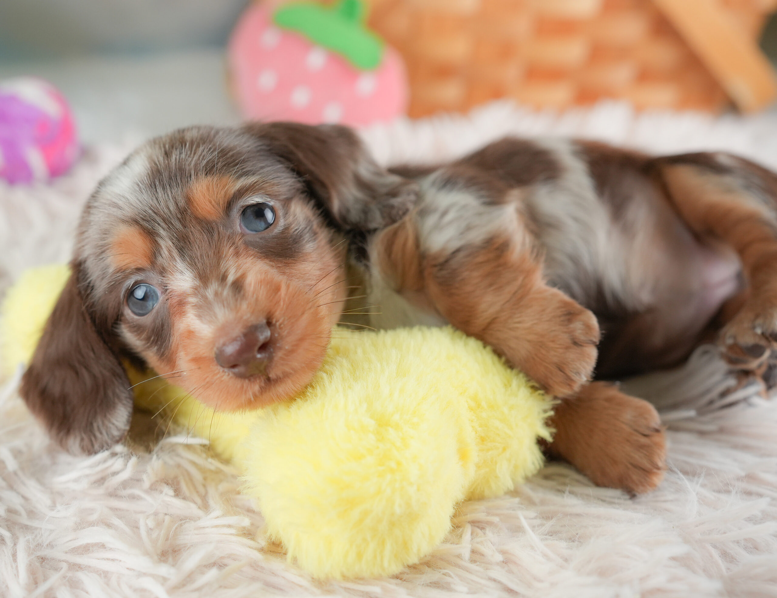 ミニチュア・ダックスフンド(ロング) | 女の子 | チョコレートダップル | 2025年12月24日