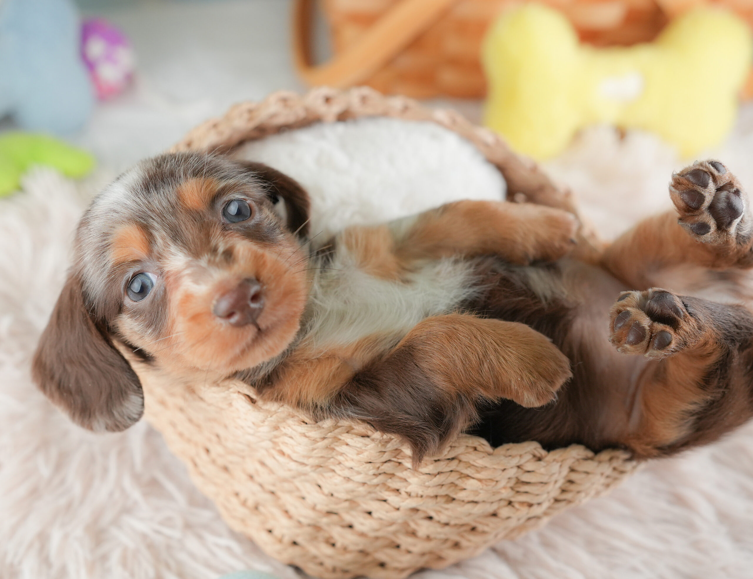 ミニチュア・ダックスフンド(ロング) | 女の子 | チョコレートダップル | 2025年12月24日