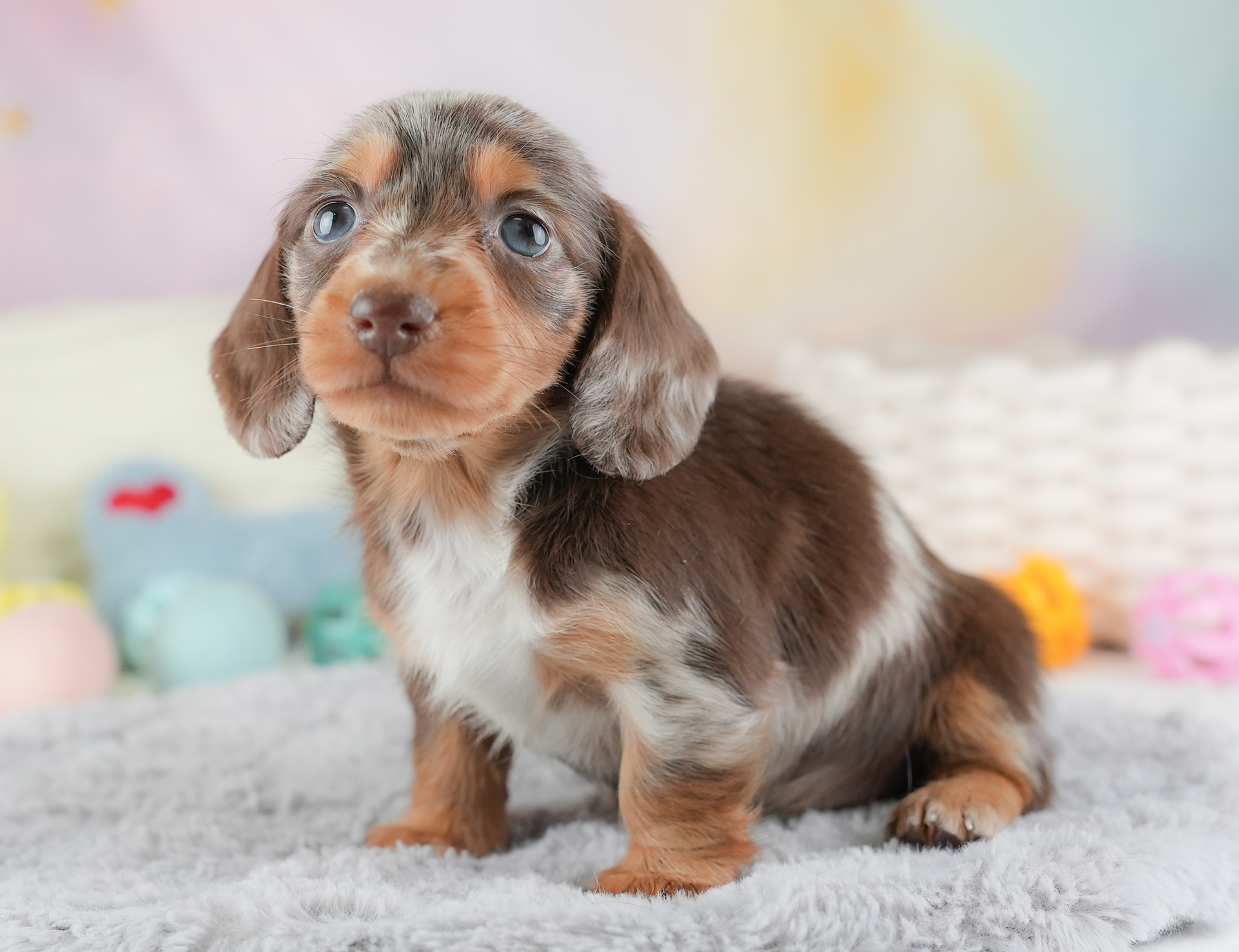 ミニチュア・ダックスフンド(ロング) | 女の子 | チョコレートダップル | 2025年12月24日