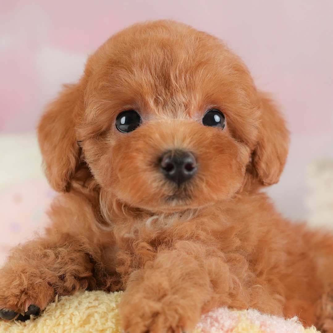 トイ・プードル | 男の子 | レッド | 2025年12月25日