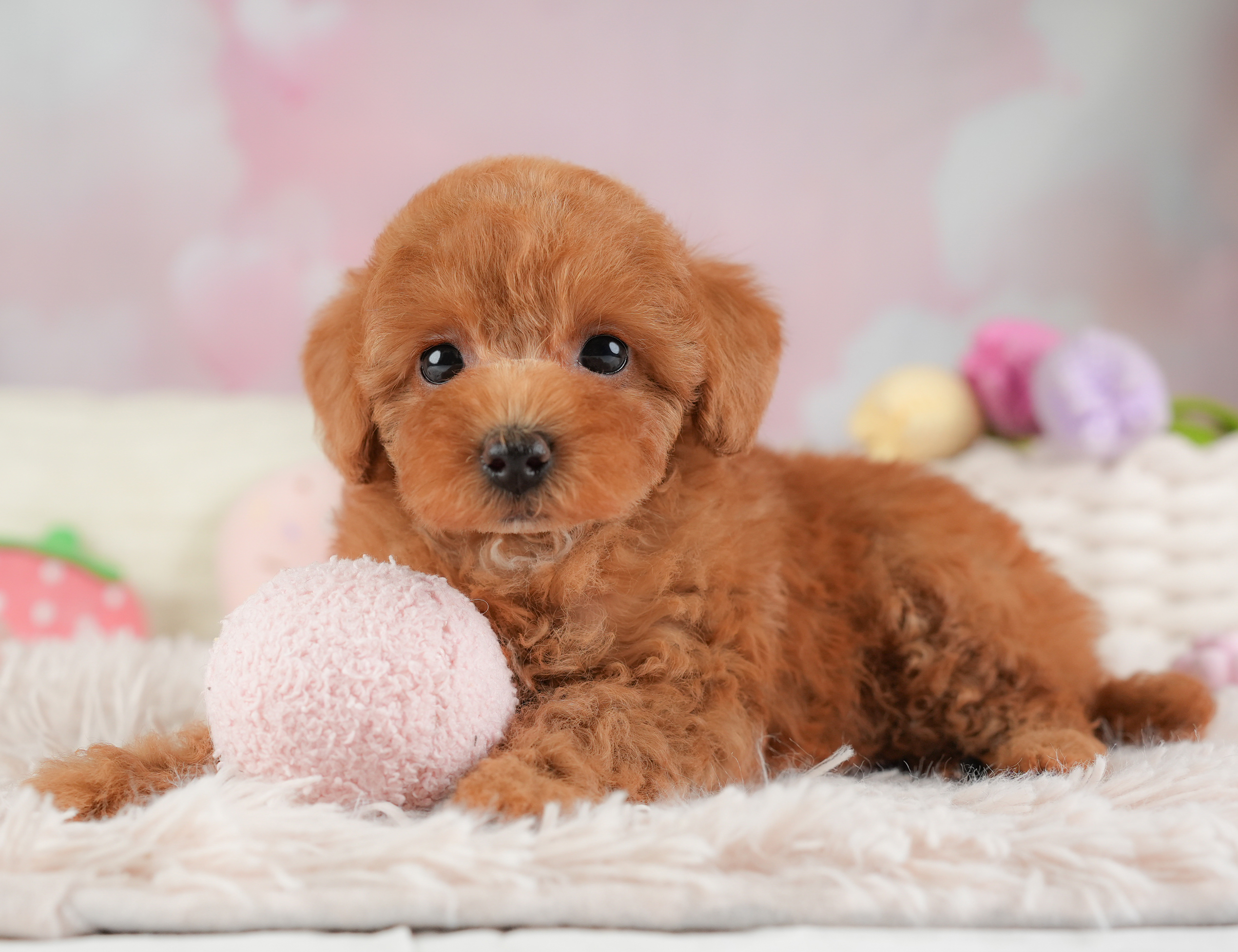 トイ・プードル | 男の子 | レッド | 2025年12月25日