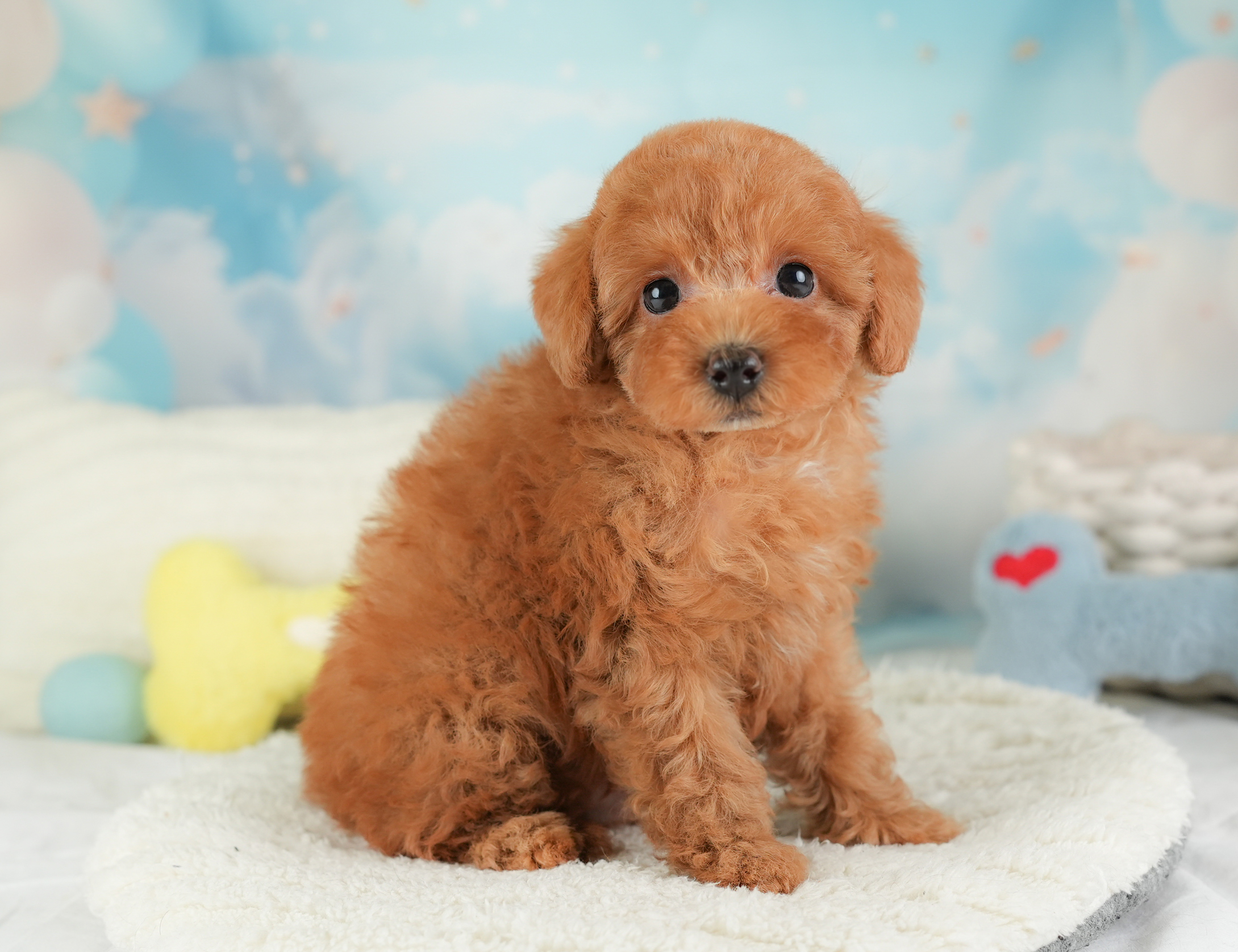 トイ・プードル | 男の子 | レッド | 2025年12月25日