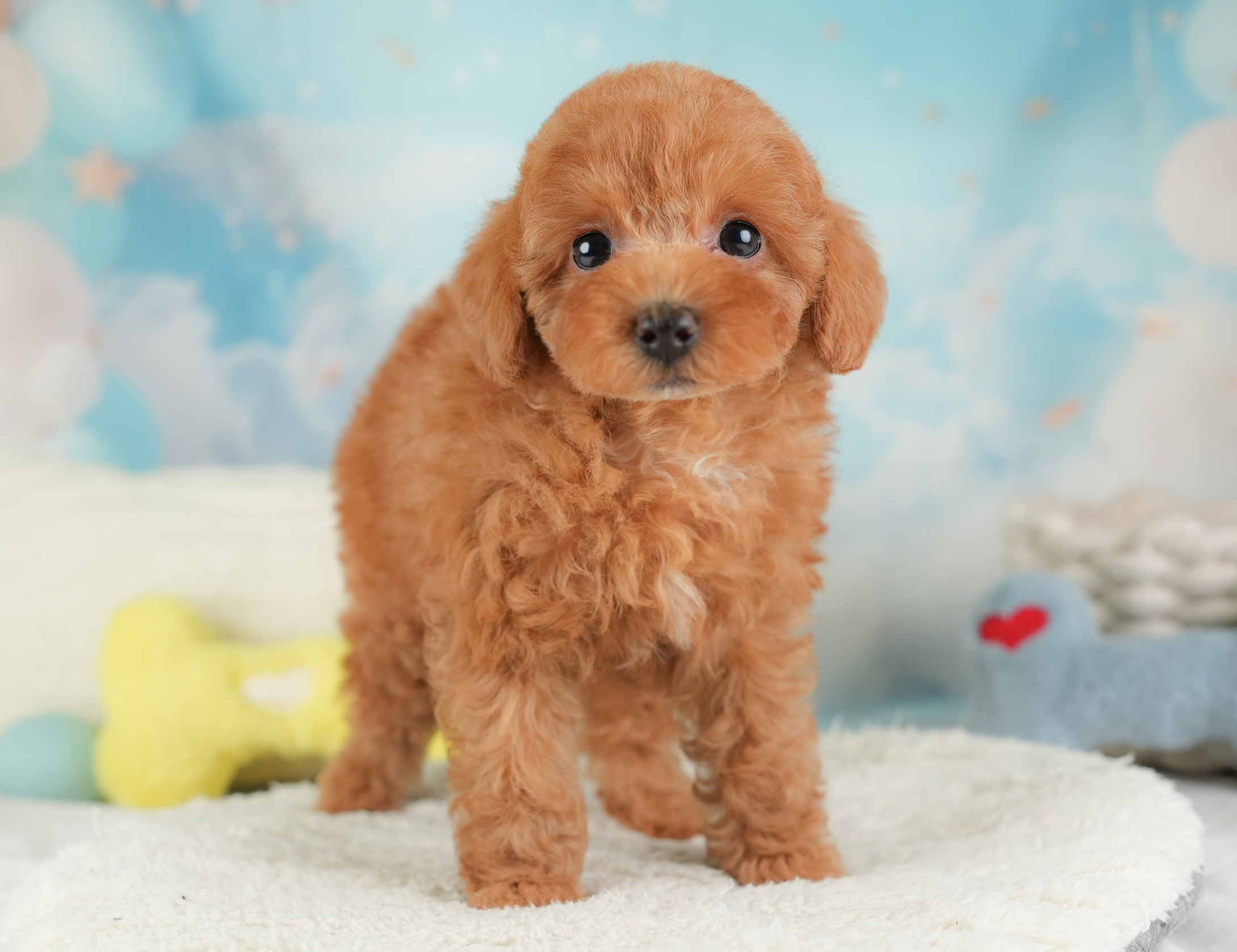 トイ・プードル | 男の子 | レッド | 2025年12月25日