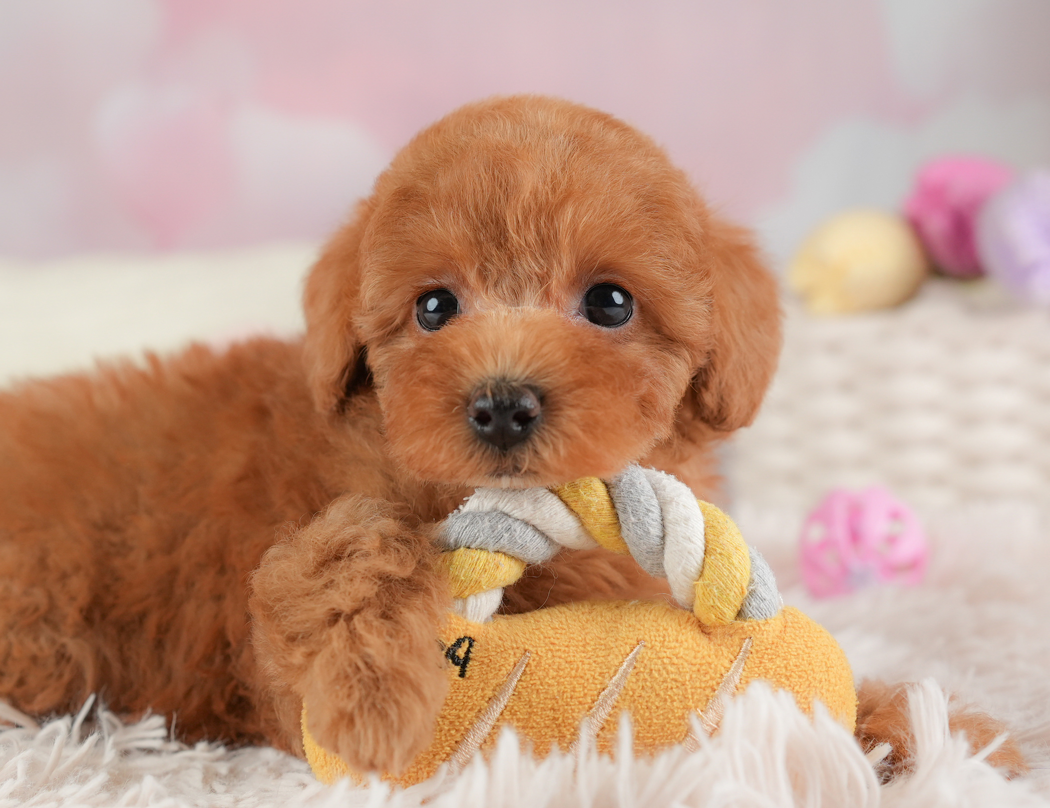 トイ・プードル | 男の子 | レッド | 2025年12月25日