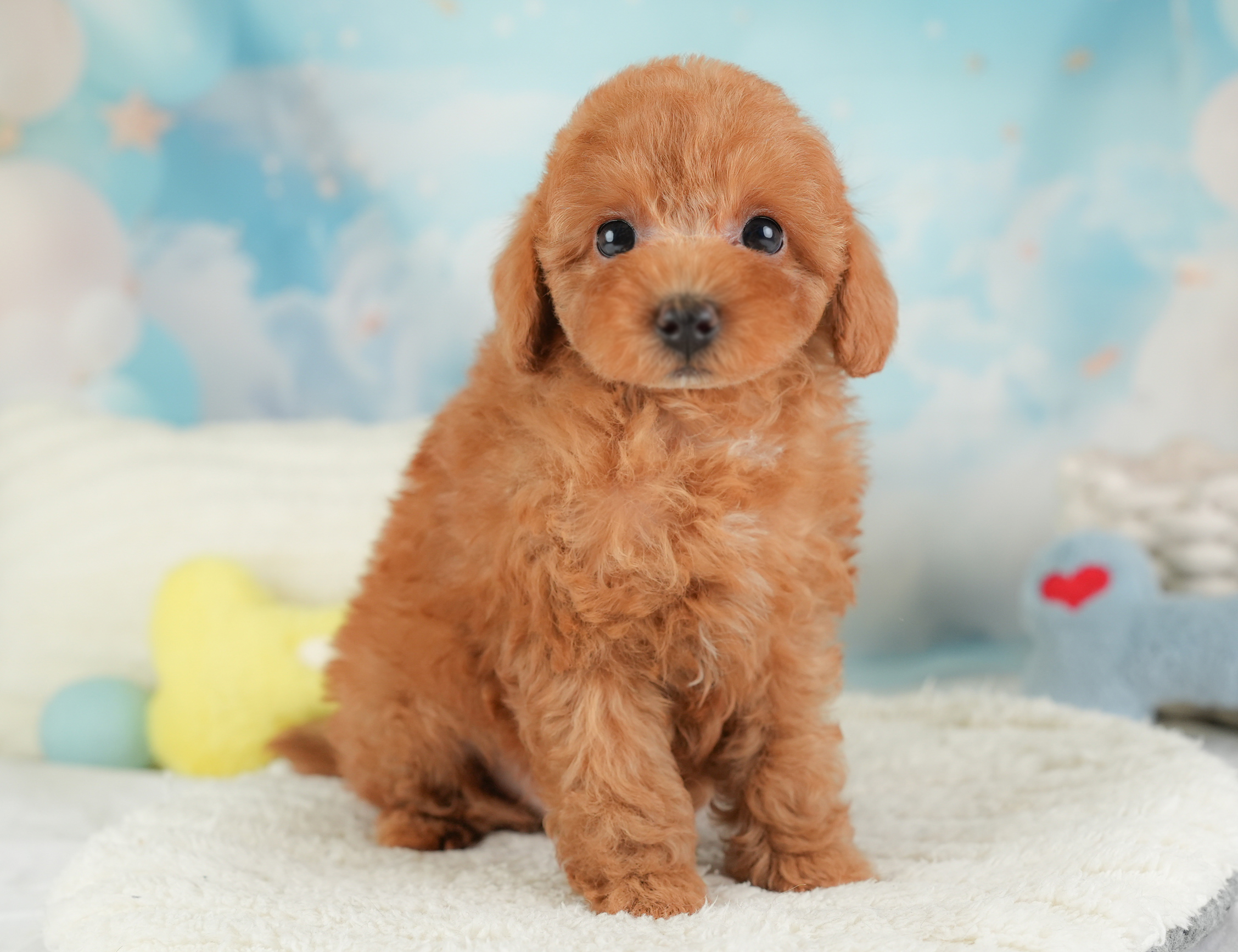 トイ・プードル | 男の子 | レッド | 2025年12月25日