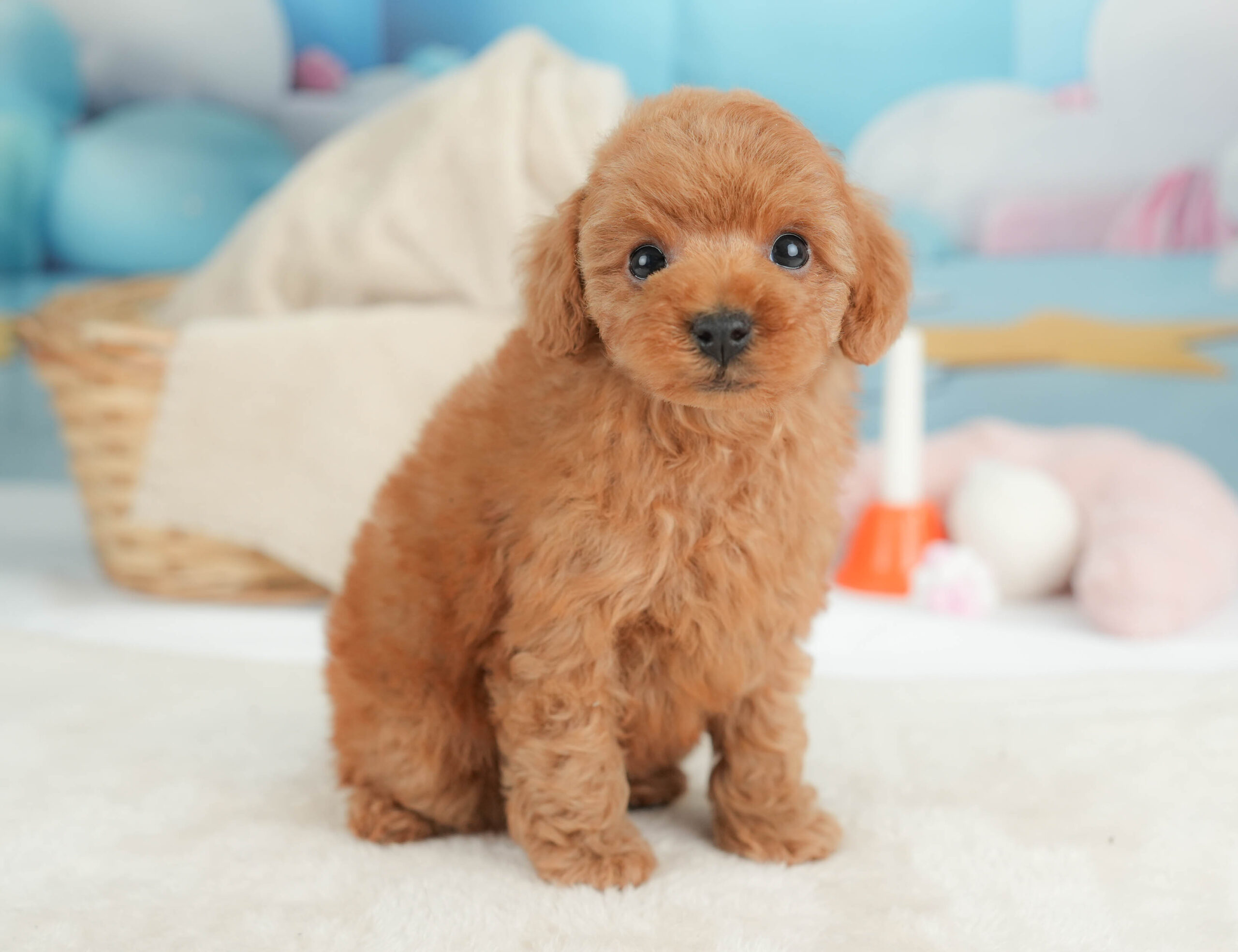 トイ・プードル | 男の子 | レッド | 2025年12月25日