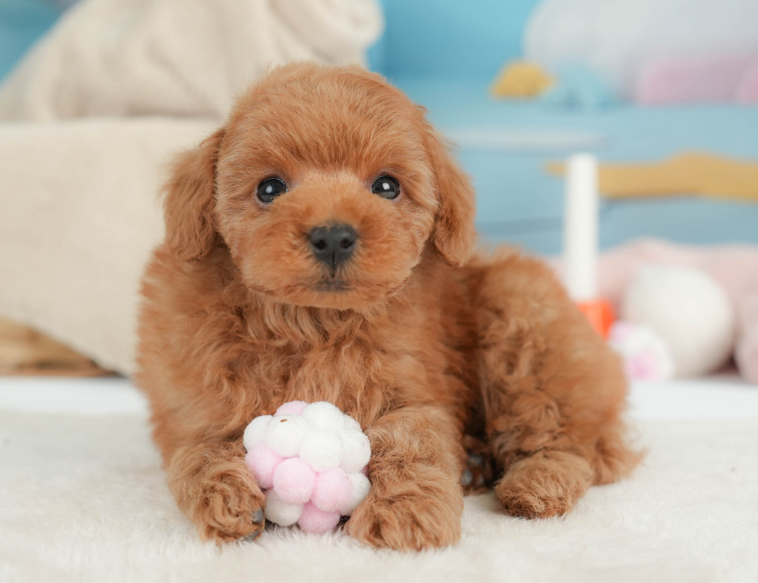 トイ・プードル | 男の子 | レッド | 2025年12月25日