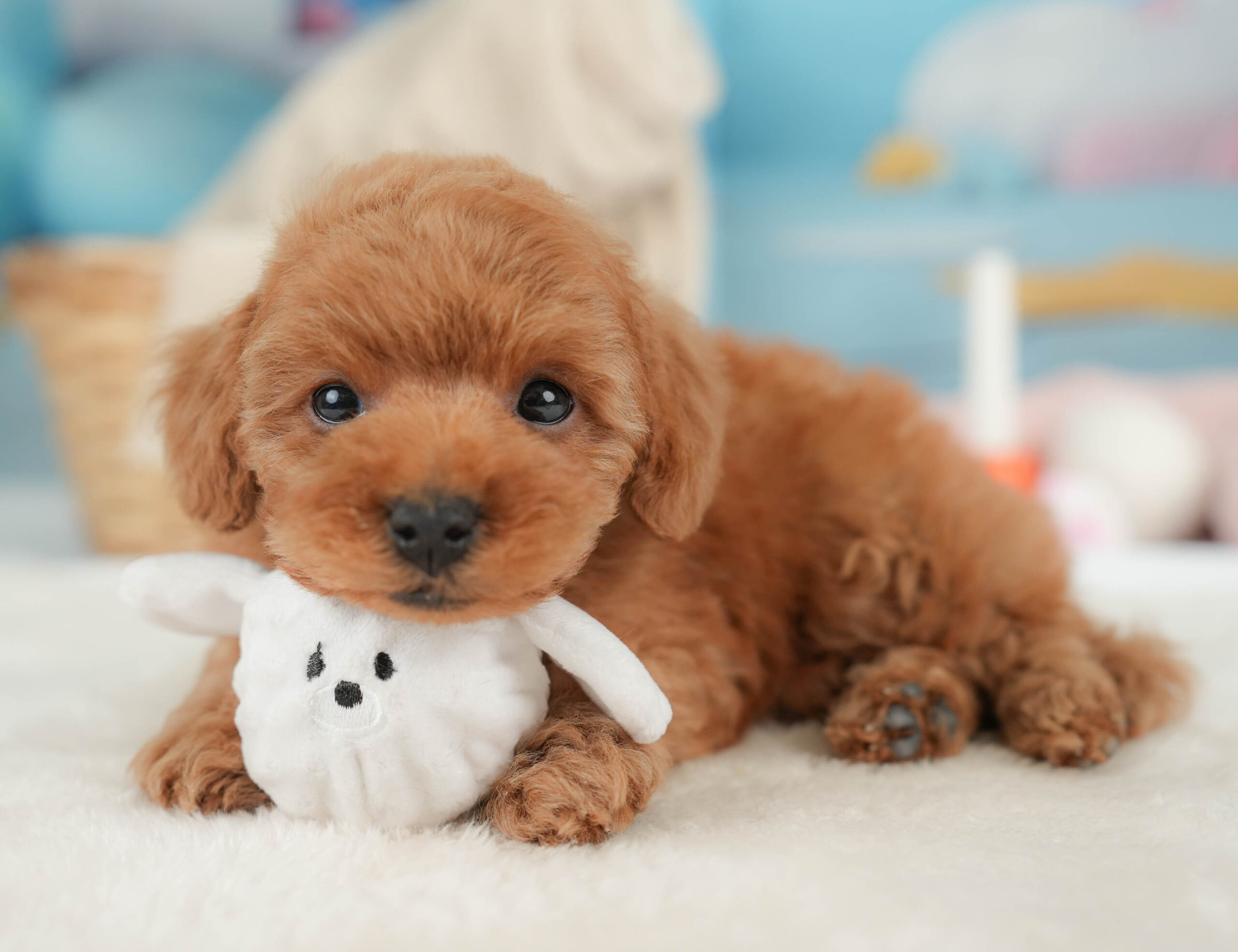 トイ・プードル | 男の子 | レッド | 2025年12月25日