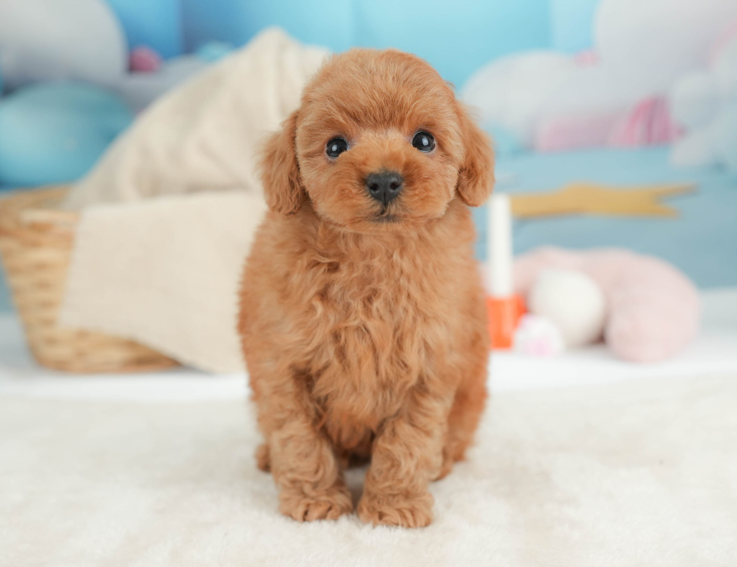 トイ・プードル | 男の子 | レッド | 2025年12月25日