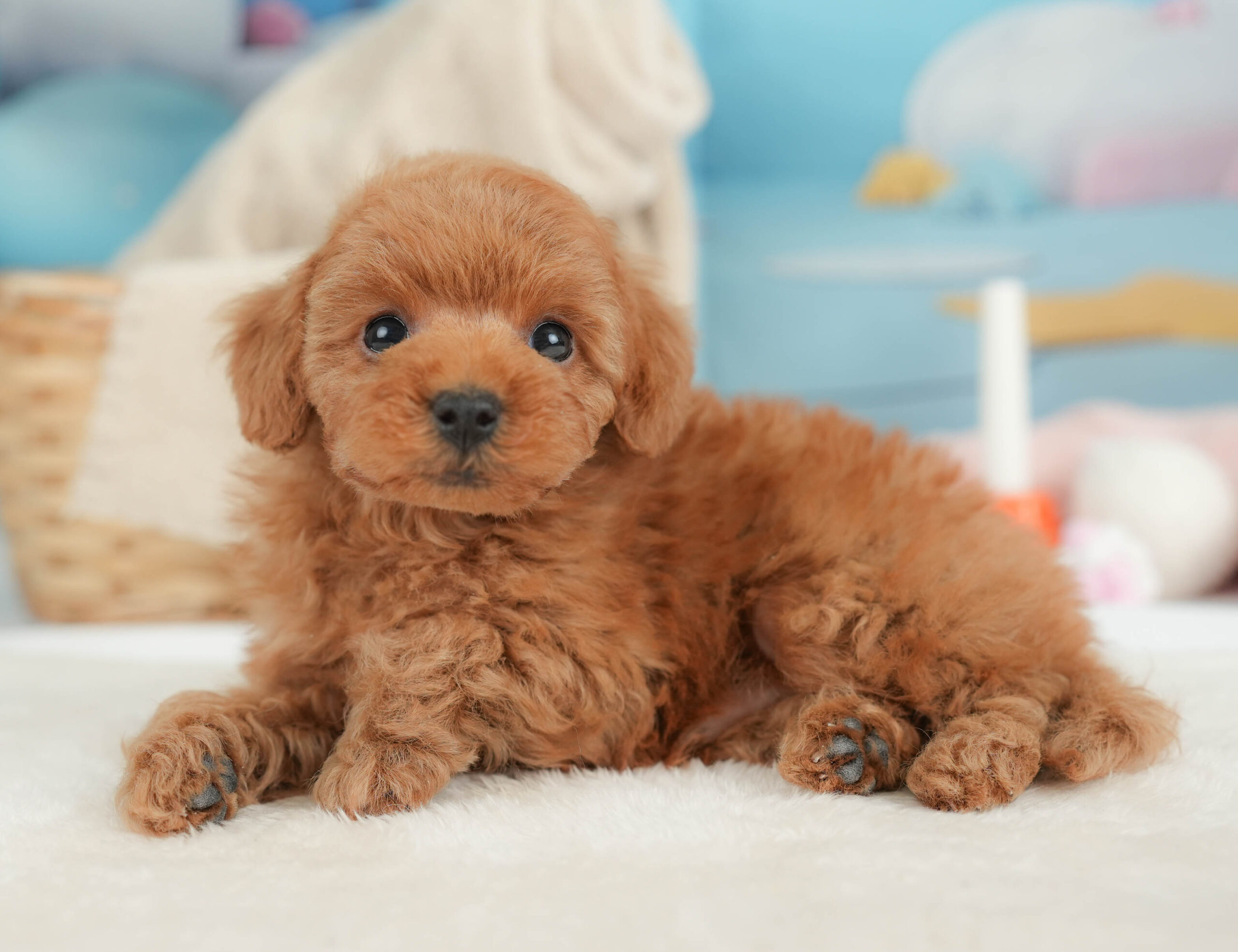 トイ・プードル | 男の子 | レッド | 2025年12月25日