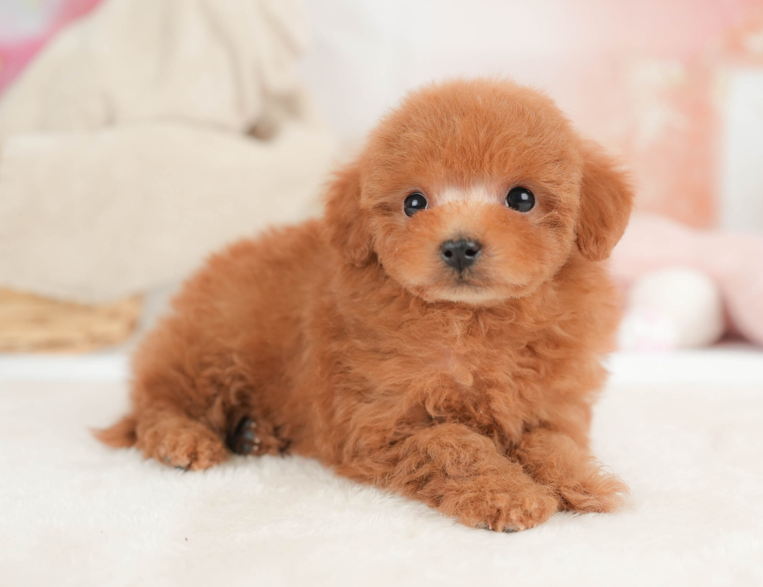 タイニー・プードル | 男の子 | レッド | 2025年12月25日