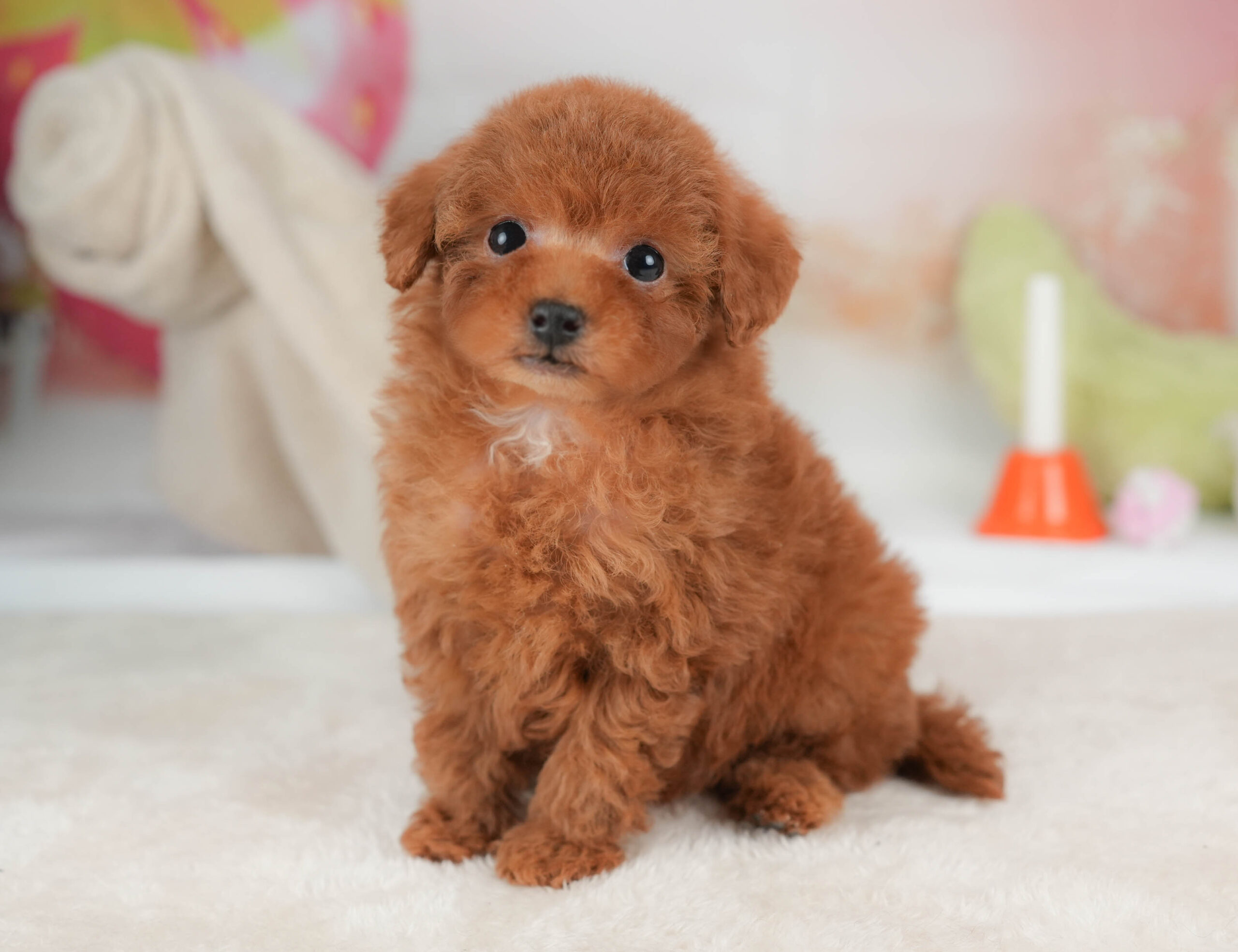 タイニー・プードル | 男の子 | レッド | 2025年12月25日