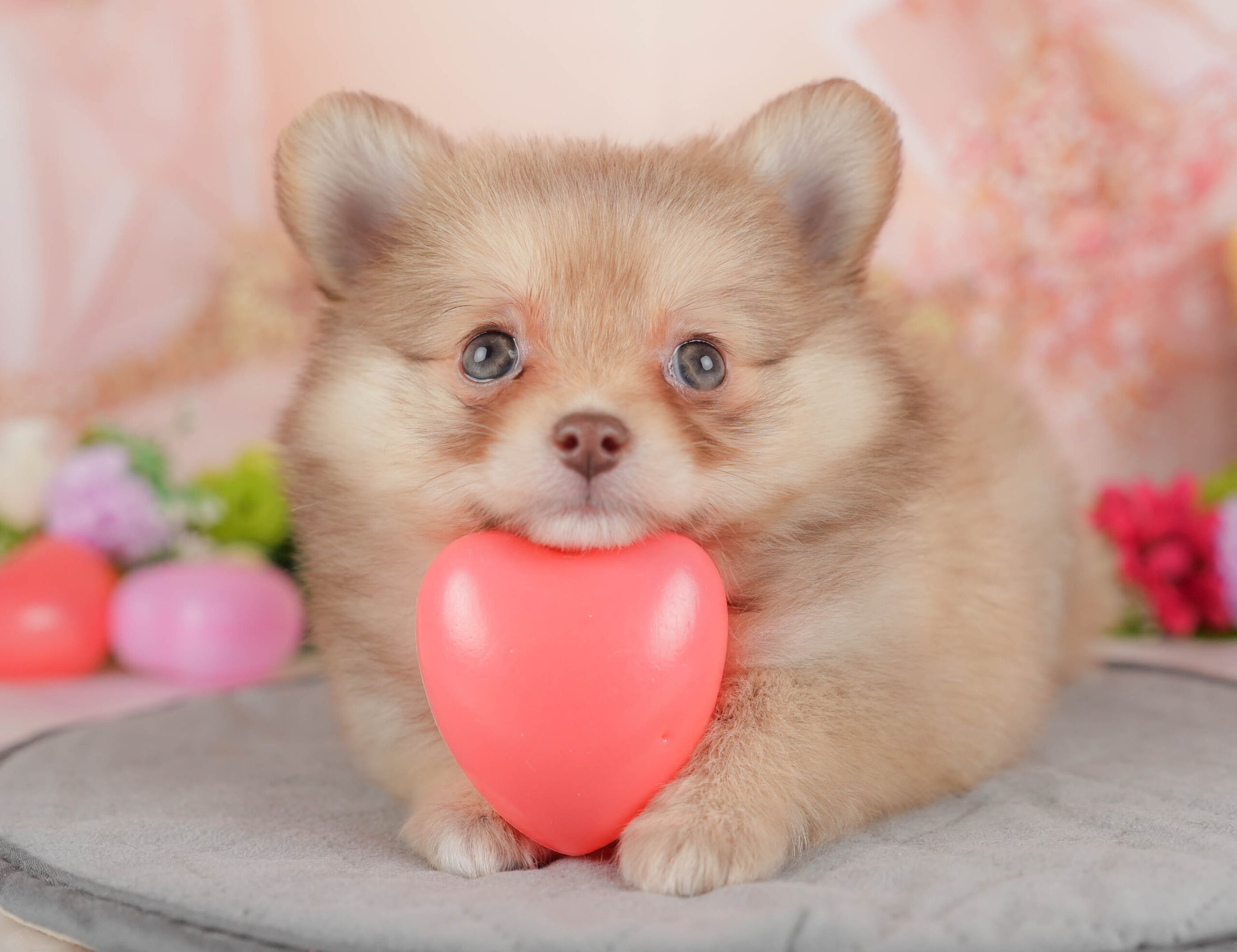 チワポメ | 女の子 | オレンジ | 2025年12月26日