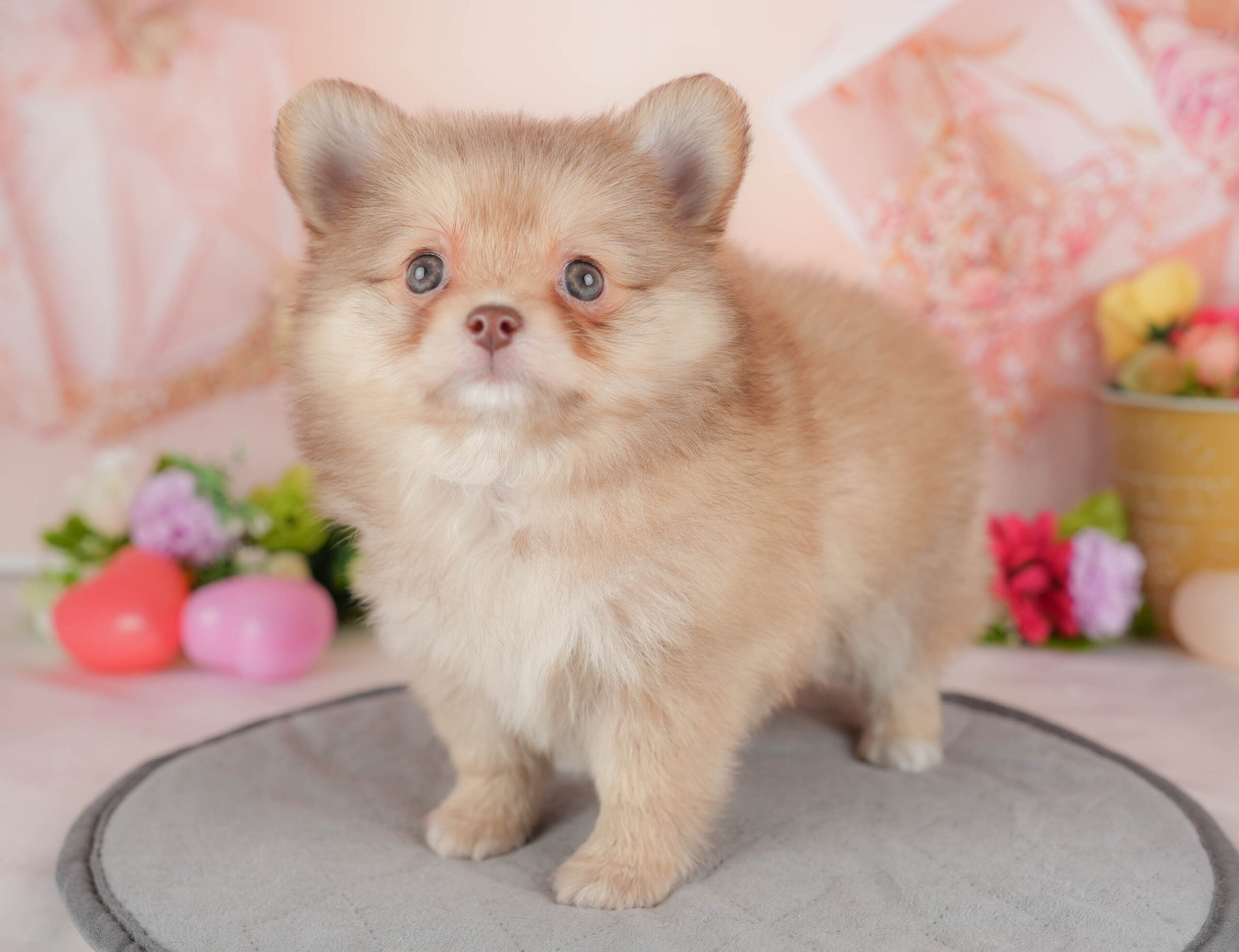 チワポメ | 女の子 | オレンジ | 2025年12月26日