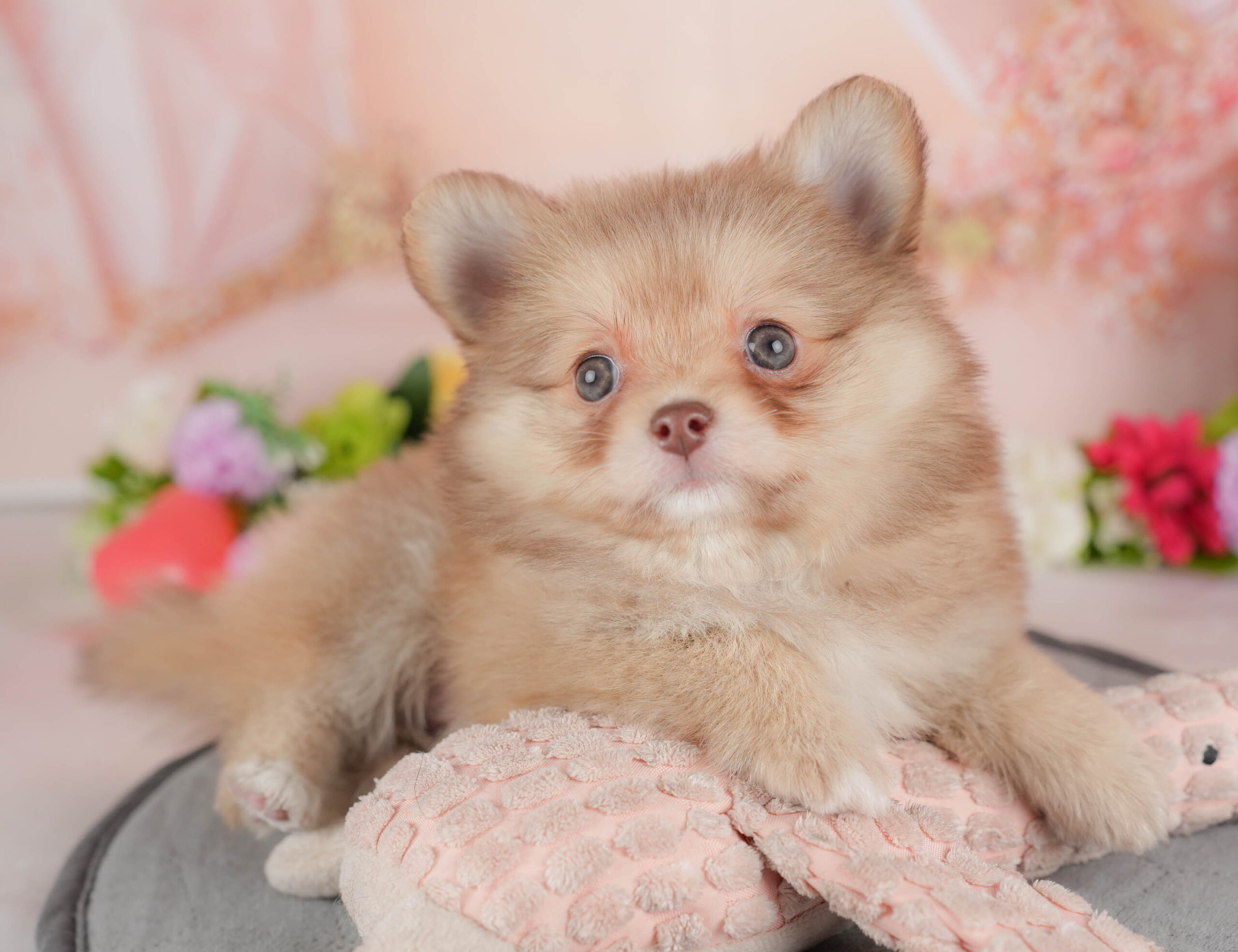 チワポメ | 女の子 | オレンジ | 2025年12月26日