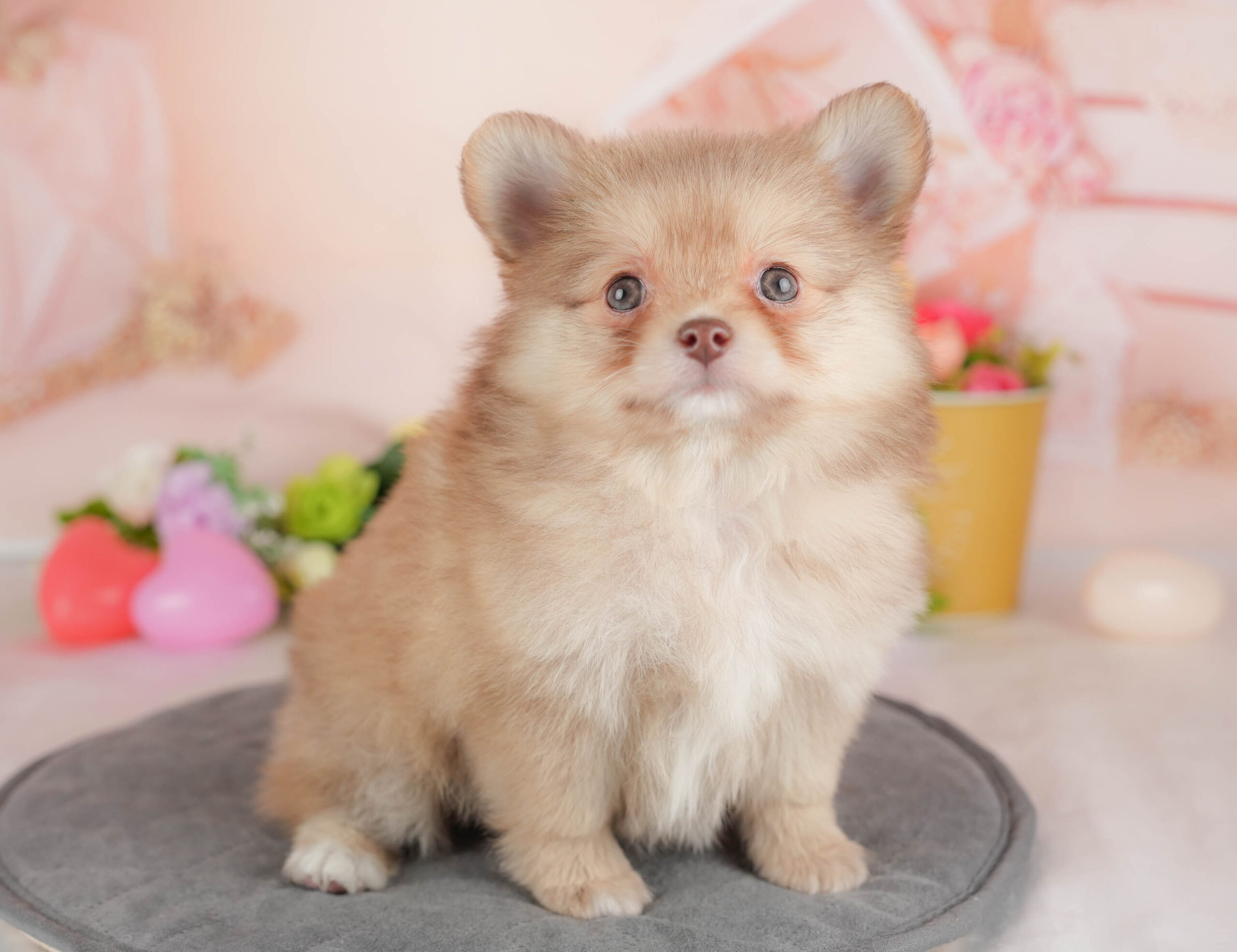 チワポメ | 女の子 | オレンジ | 2025年12月26日