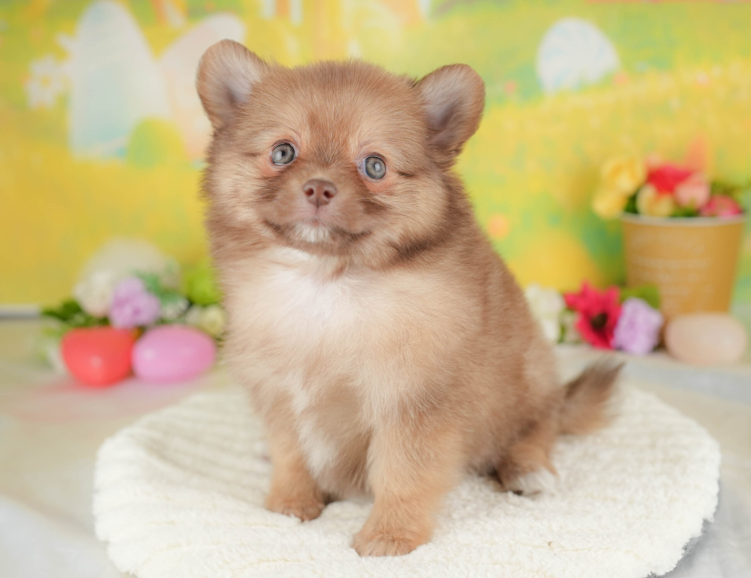 チワポメ | 男の子 | オレンジ | 2025年12月26日