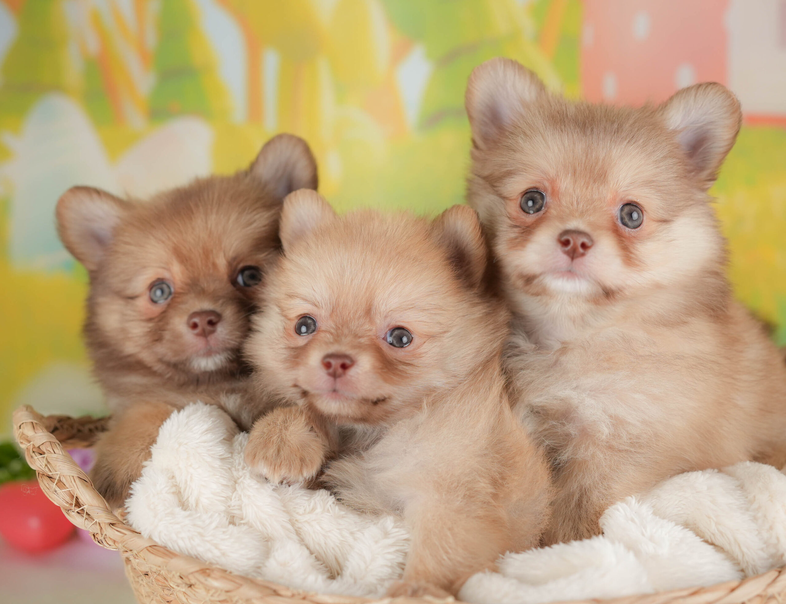 チワポメ | 男の子 | オレンジ | 2025年12月26日