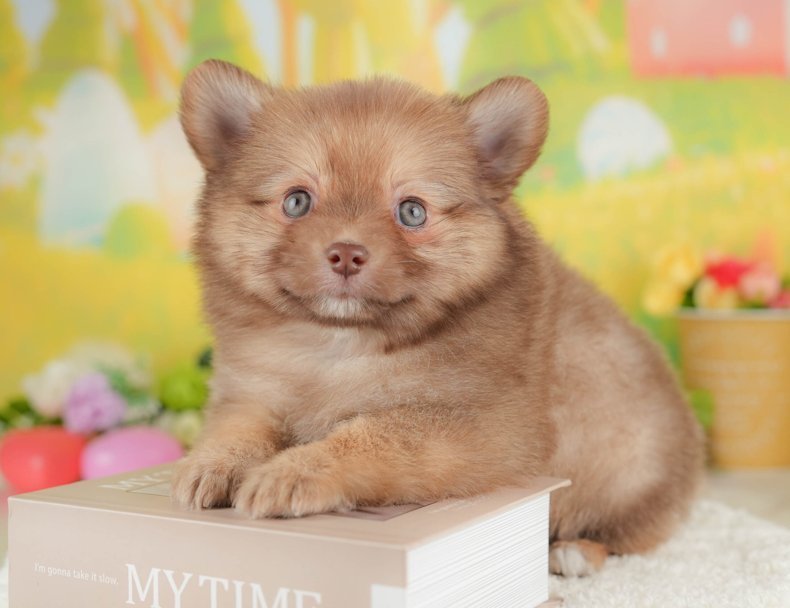 チワポメ | 男の子 | オレンジ | 2025年12月26日