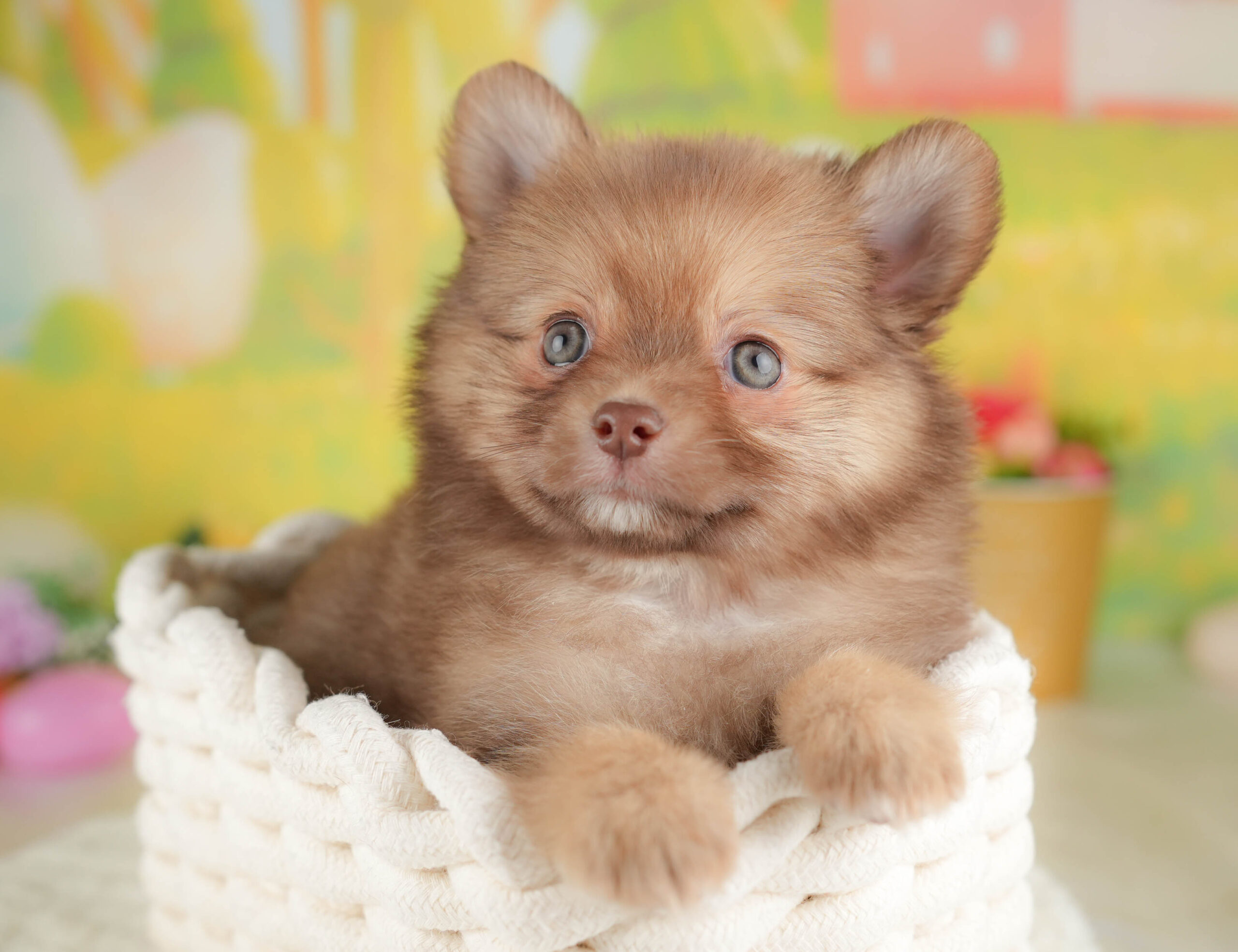 チワポメ | 男の子 | オレンジ | 2025年12月26日