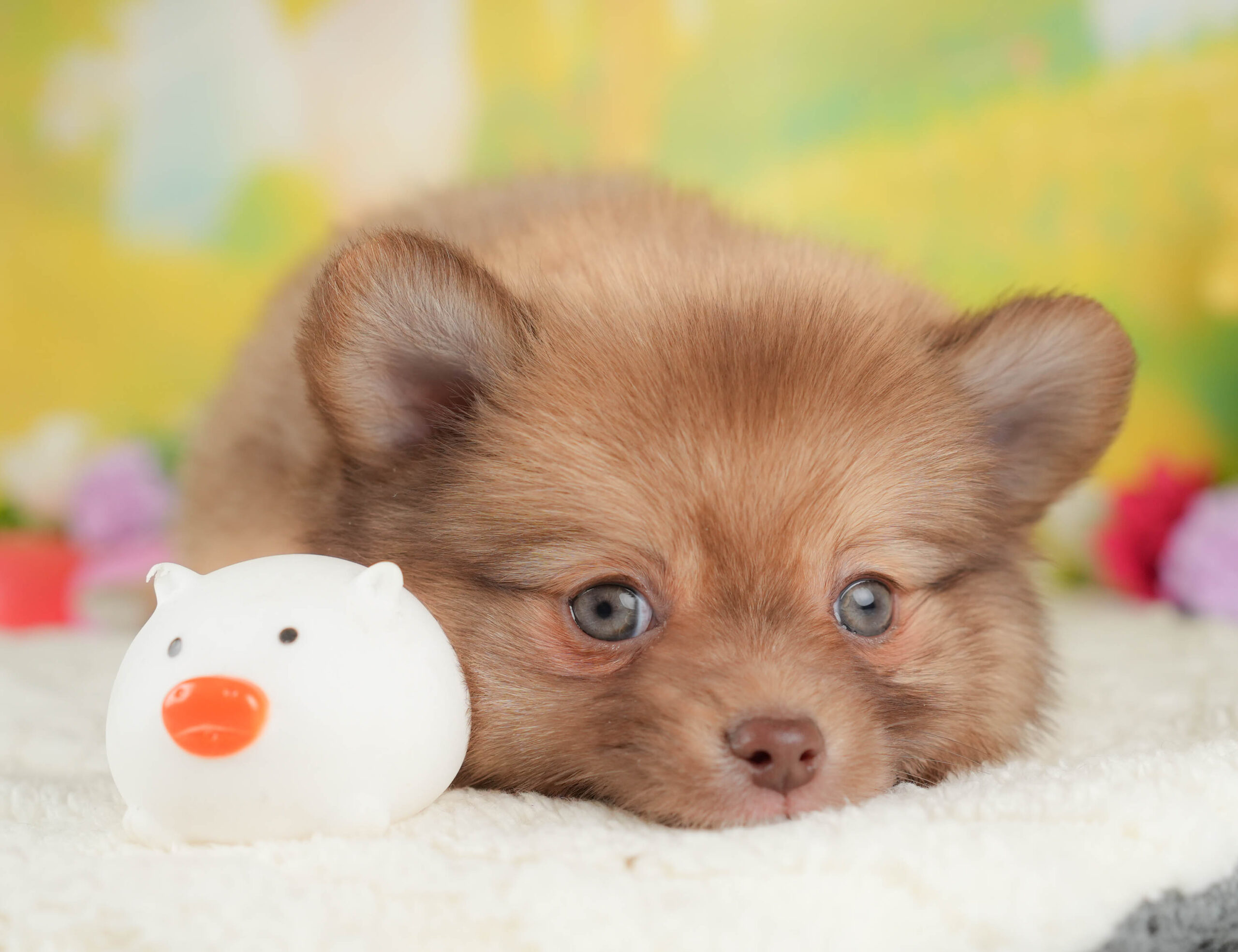 チワポメ | 男の子 | オレンジ | 2025年12月26日