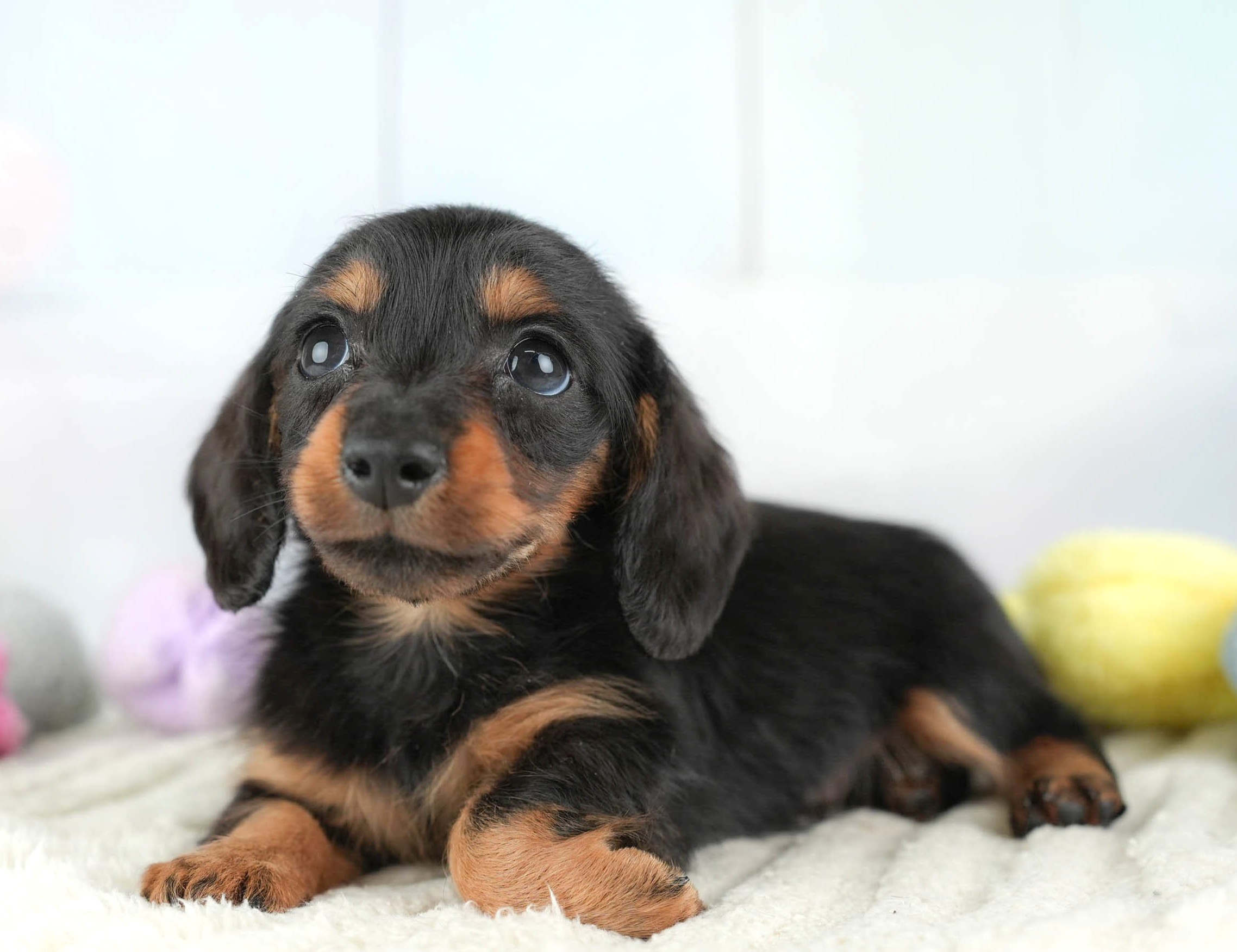 カニンヘン・ダックスフンド(ロング) | 男の子 | ブラックタン | 2025年12月26日