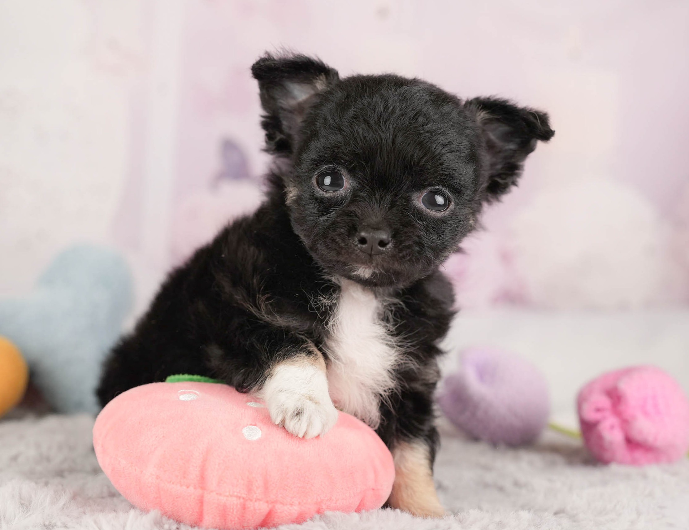 チワワ(ロング) | 男の子 | ブラックホワイト | 2025年12月26日