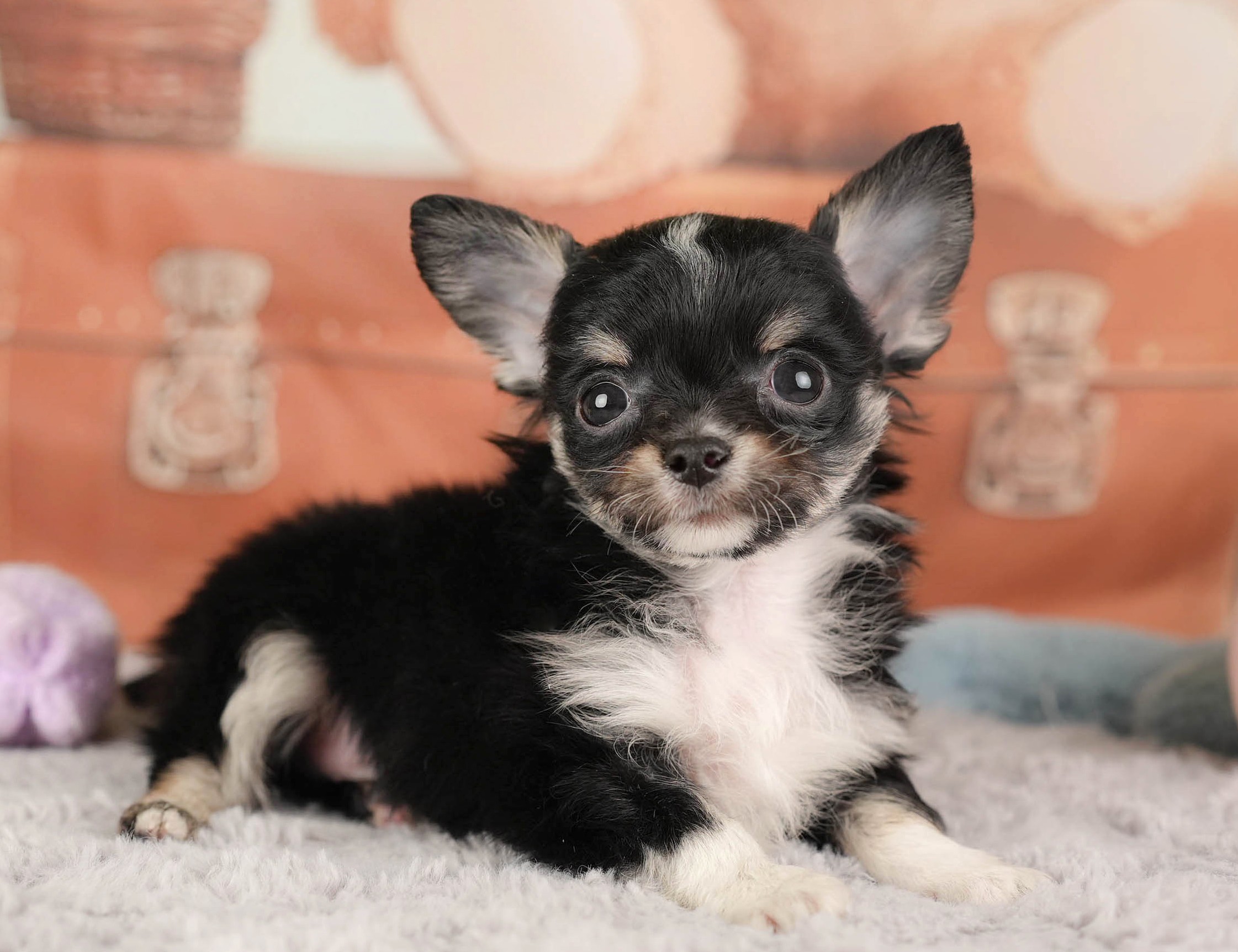 チワワ(ロング) | 男の子 | ブラックタン＆ホワイト | 2025年12月26日