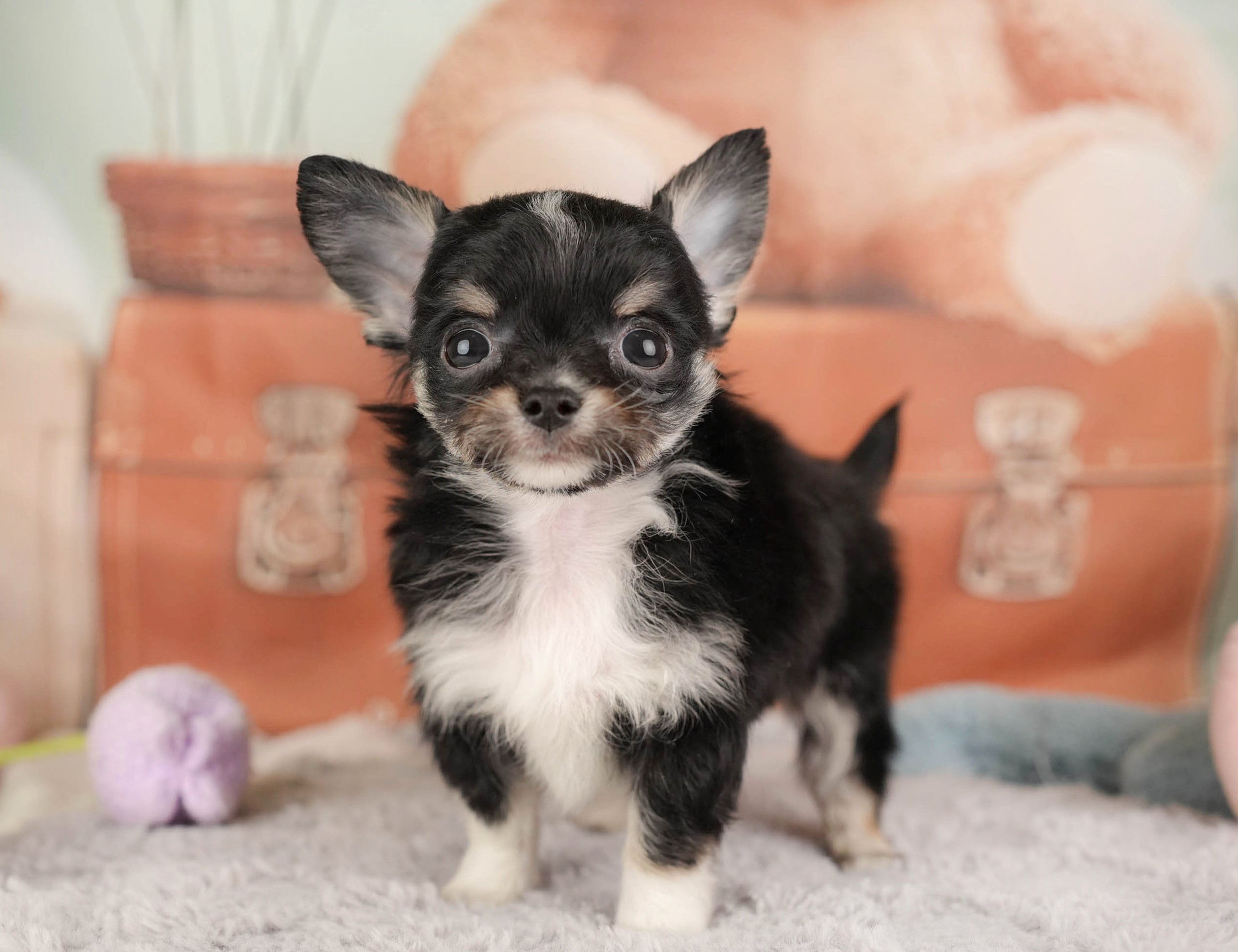 チワワ(ロング) | 男の子 | ブラックタン＆ホワイト | 2025年12月26日