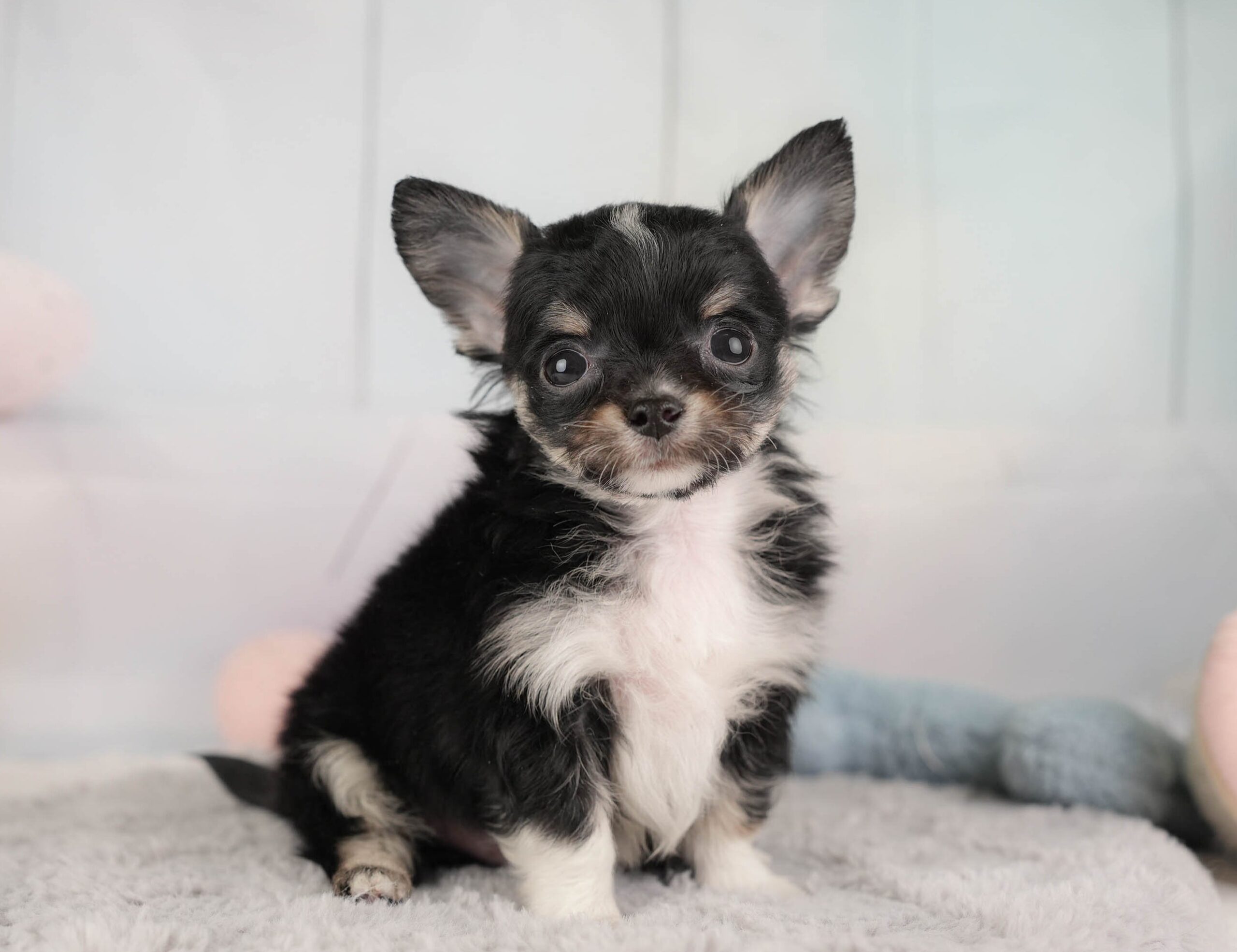 チワワ(ロング) | 男の子 | ブラックタン＆ホワイト | 2025年12月26日