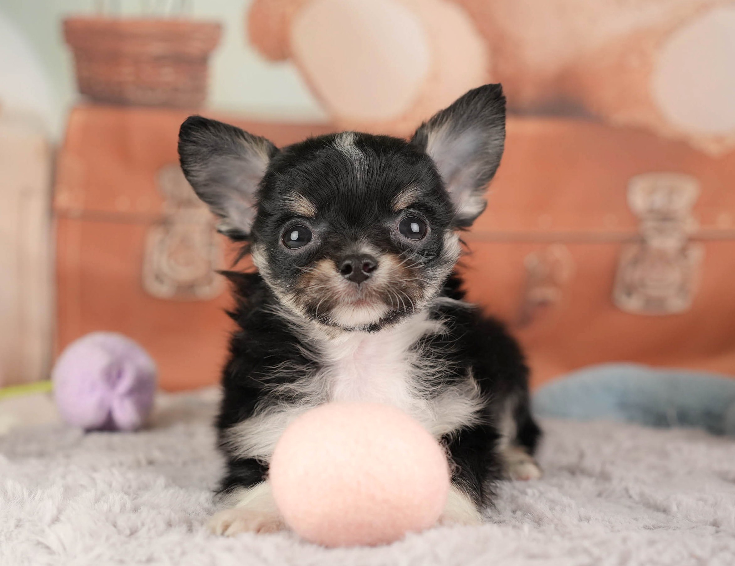 チワワ(ロング) | 男の子 | ブラックタン＆ホワイト | 2025年12月26日