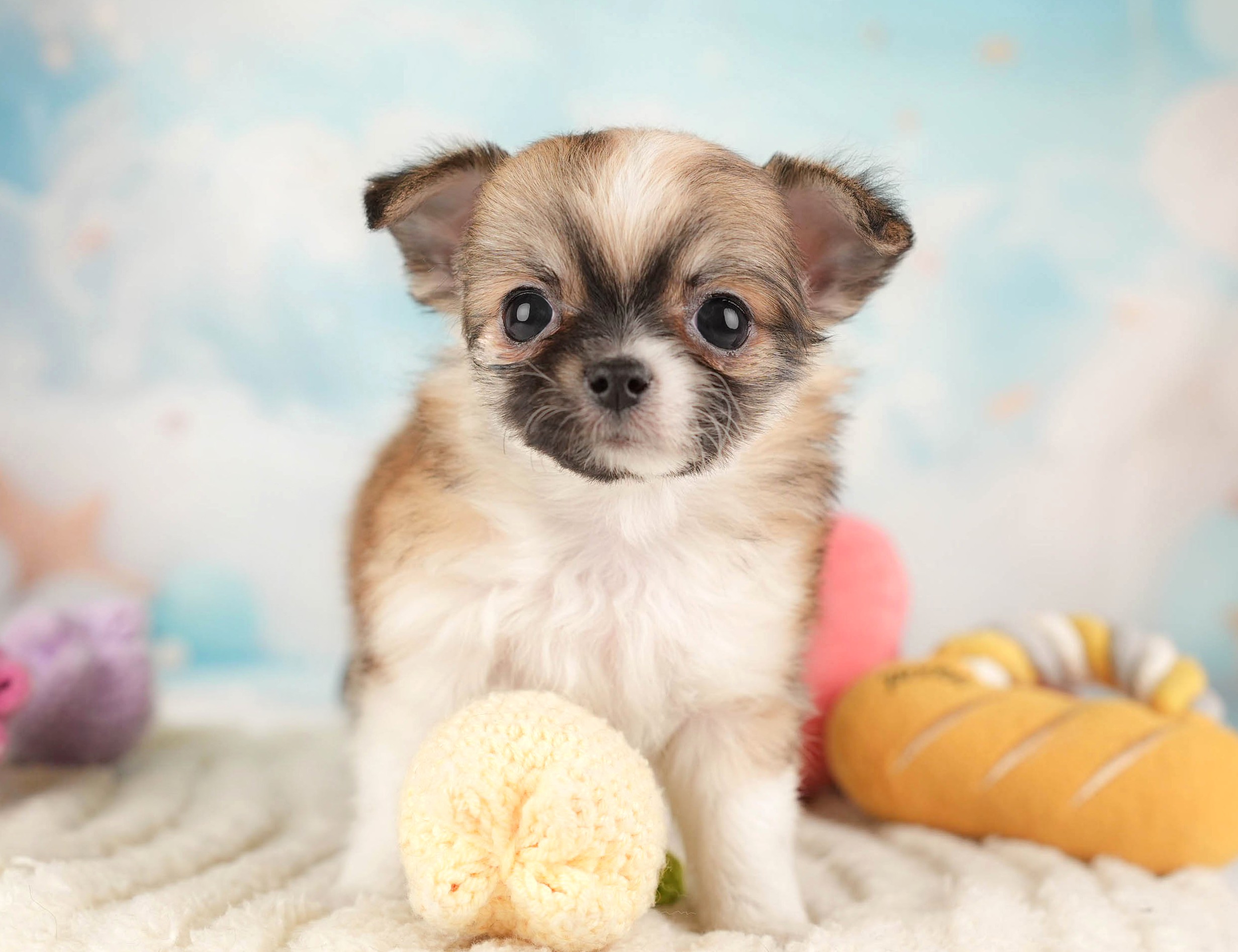 チワワ(ロング) | 女の子 | フォーンホワイト | 2025年12月26日