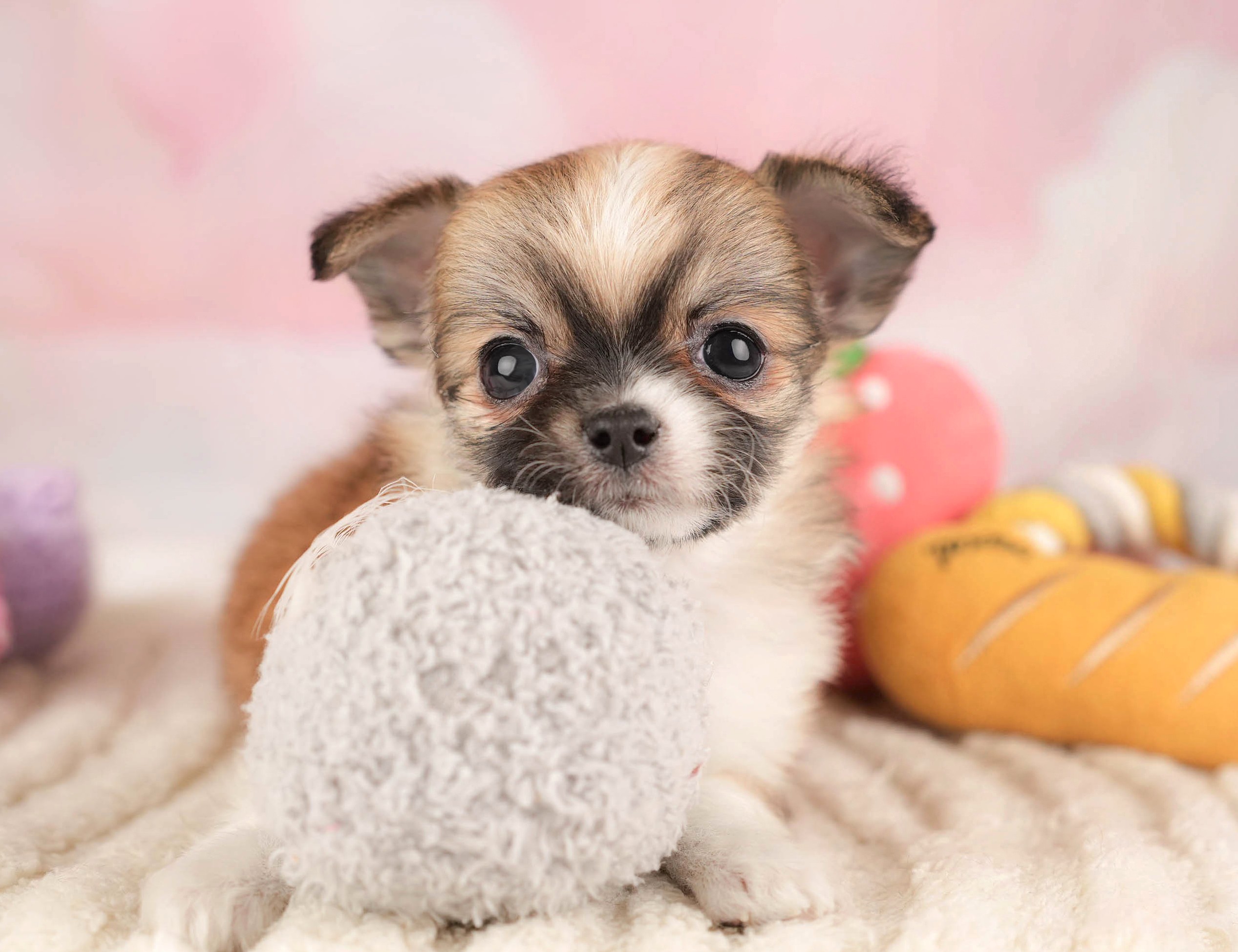 チワワ(ロング) | 女の子 | フォーンホワイト | 2025年12月26日