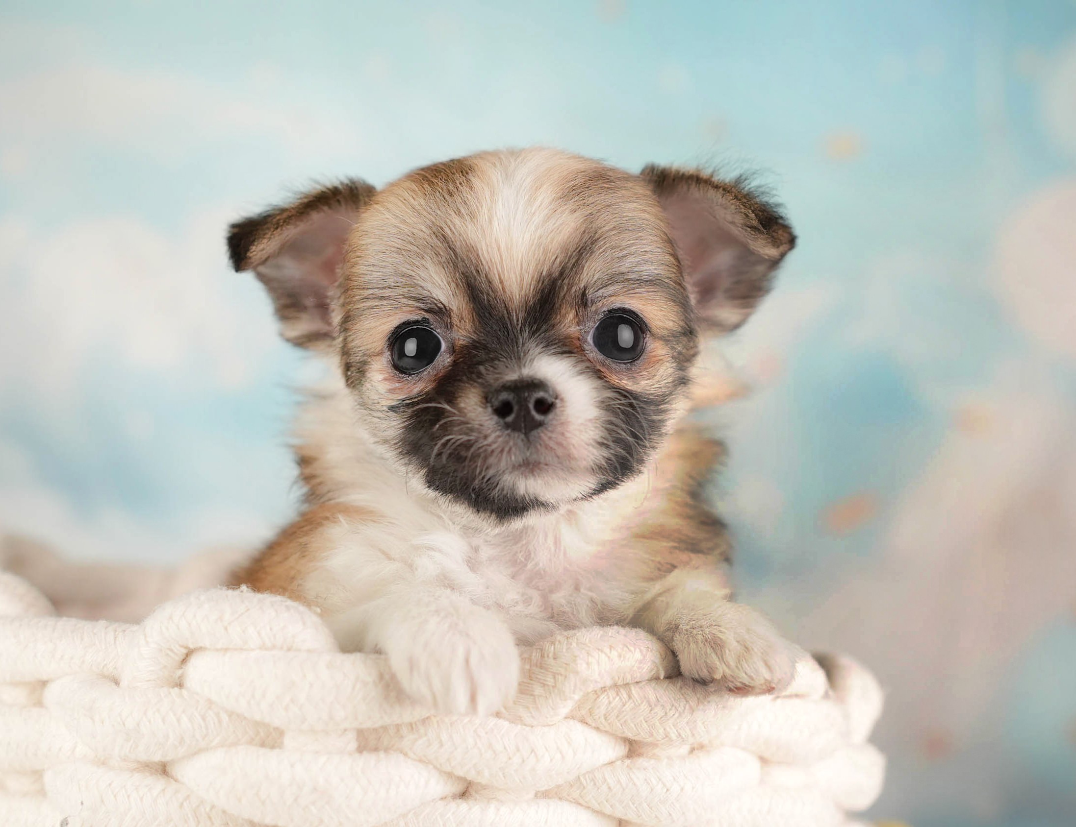 チワワ(ロング) | 女の子 | フォーンホワイト | 2025年12月26日