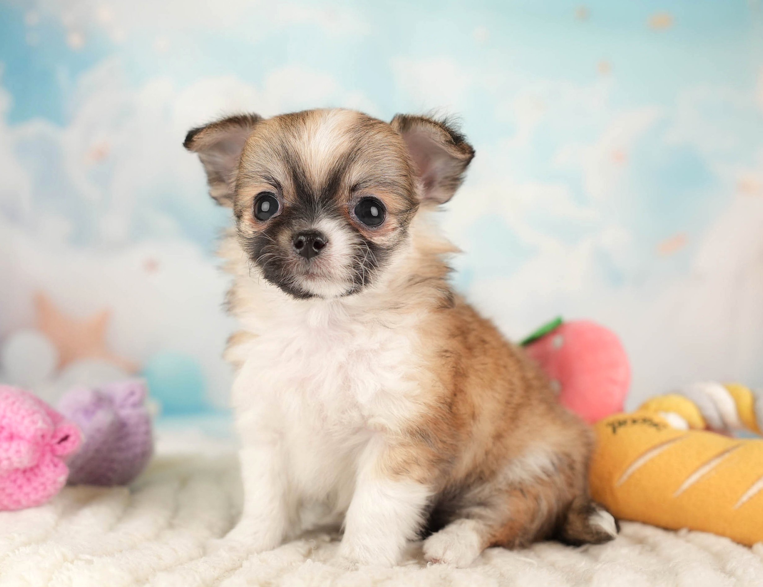 チワワ(ロング) | 女の子 | フォーンホワイト | 2025年12月26日