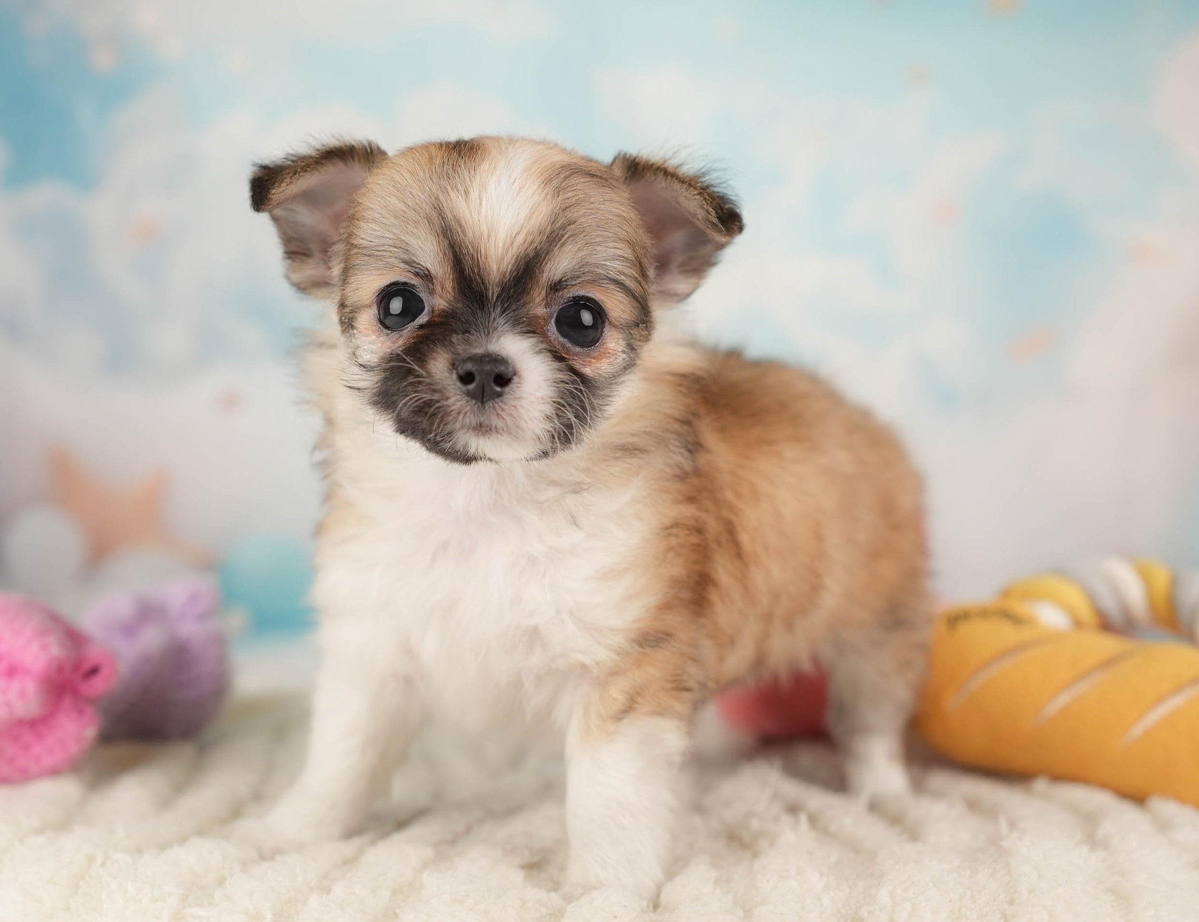 チワワ(ロング) | 女の子 | フォーンホワイト | 2025年12月26日