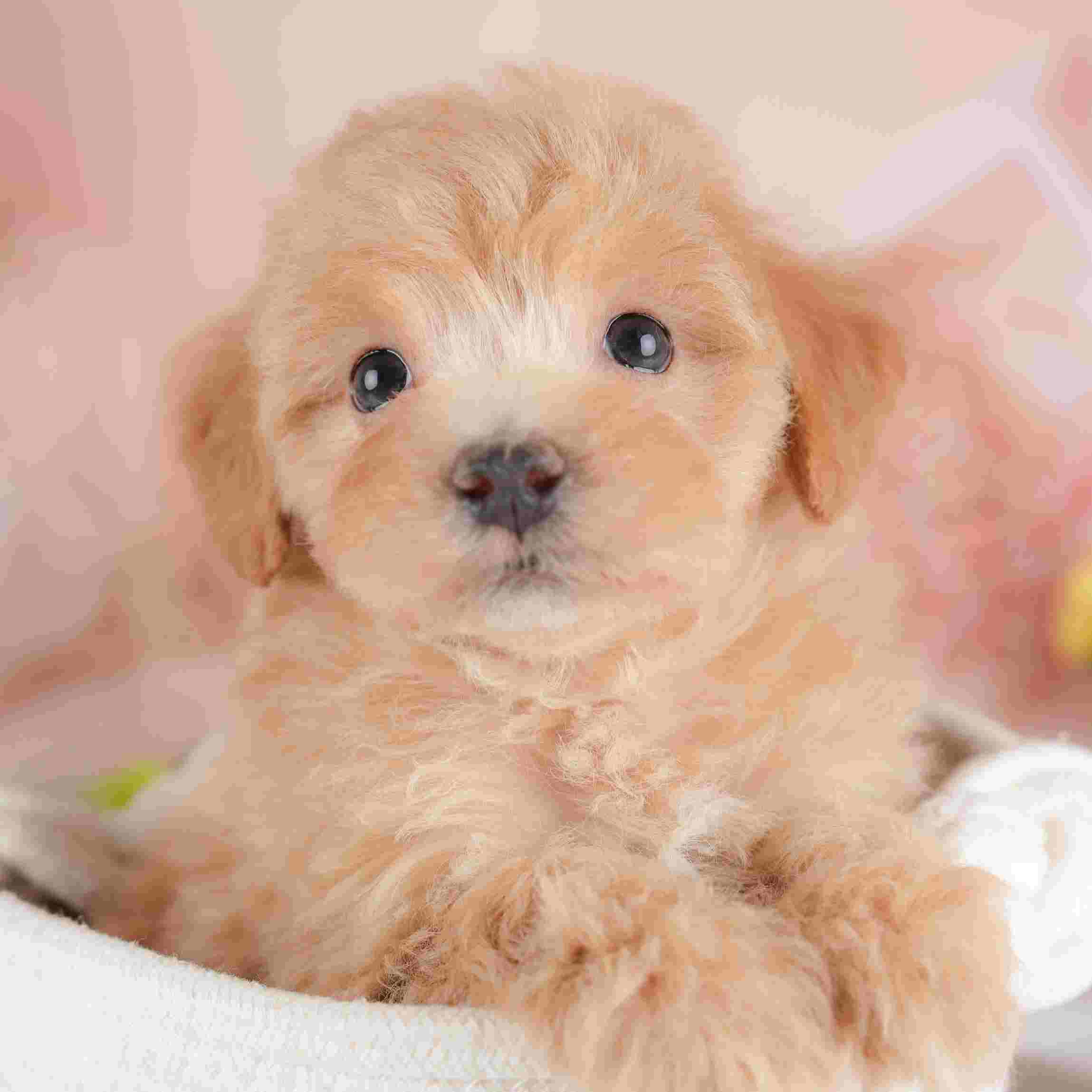 マルプー | 女の子 | レッド | 2025年12月28日