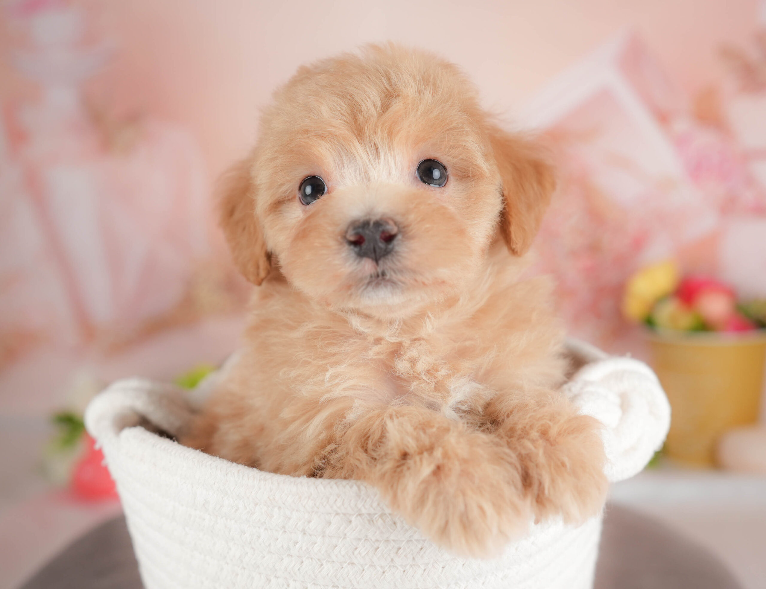 マルプー | 女の子 | レッド | 2025年12月28日