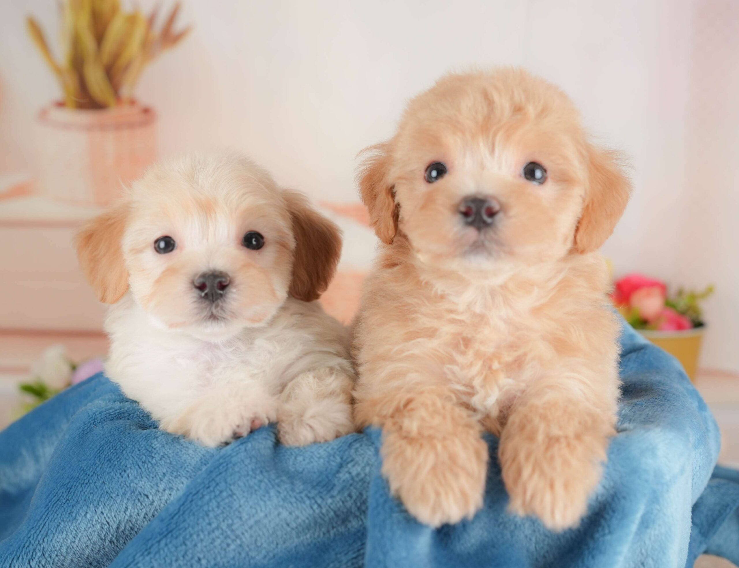 マルプー | 女の子 | レッド | 2025年12月28日