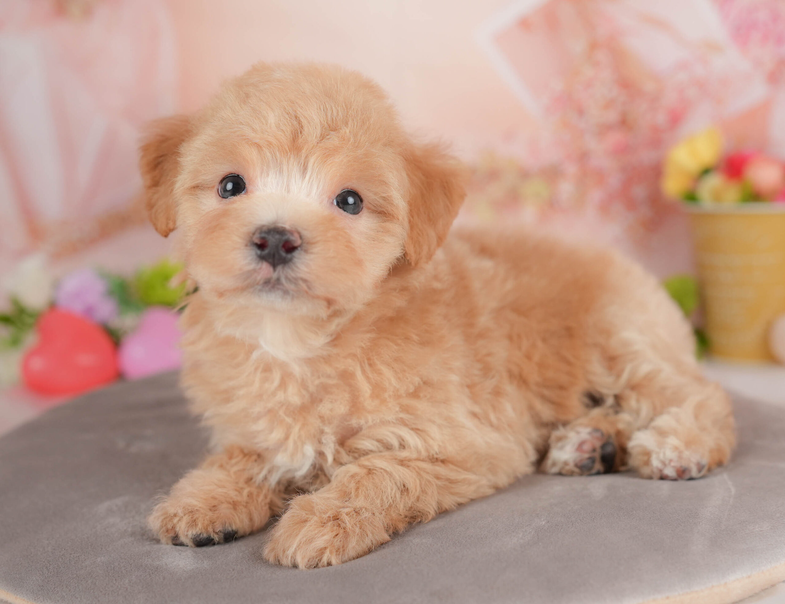 マルプー | 女の子 | レッド | 2025年12月28日