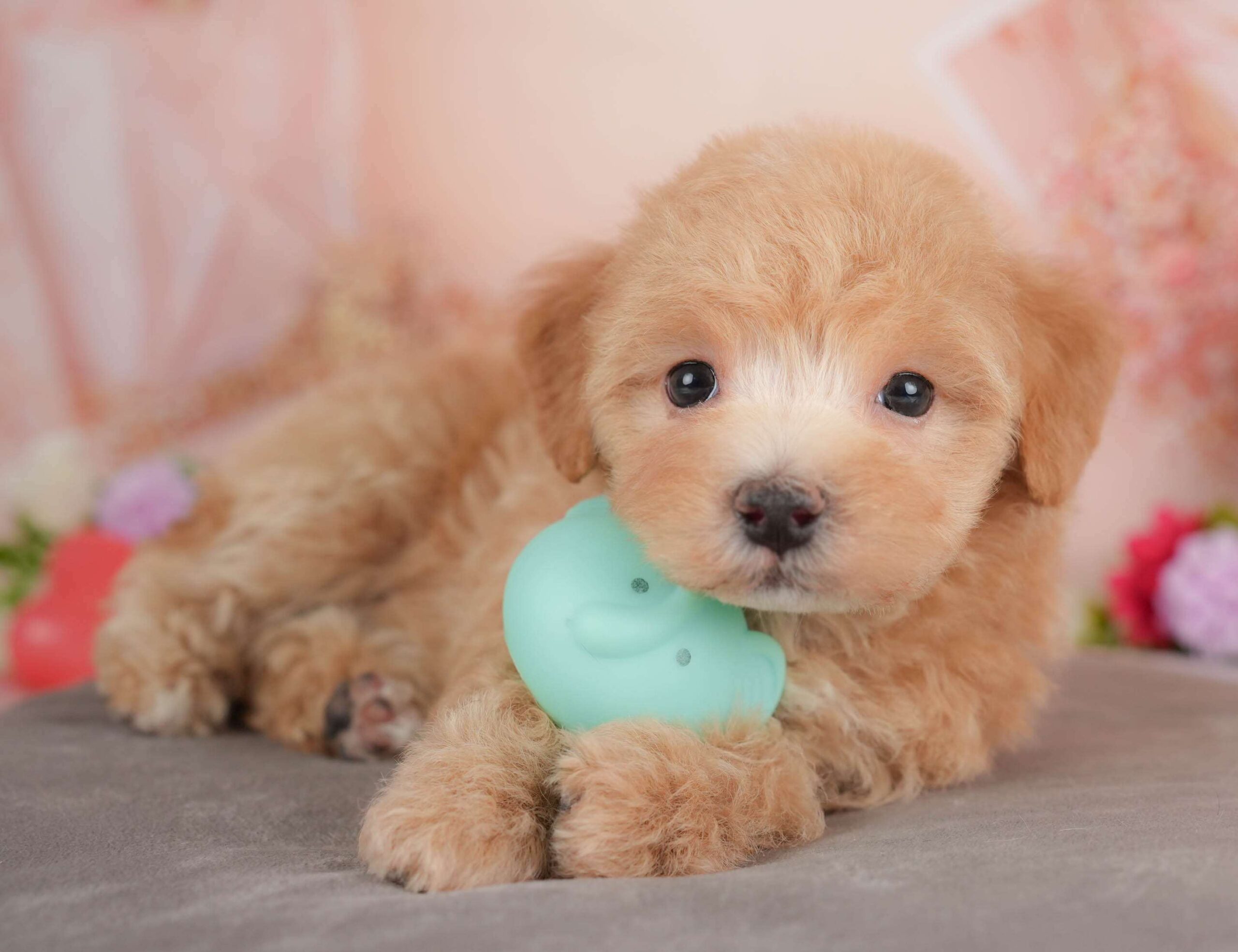 マルプー | 女の子 | レッド | 2025年12月28日