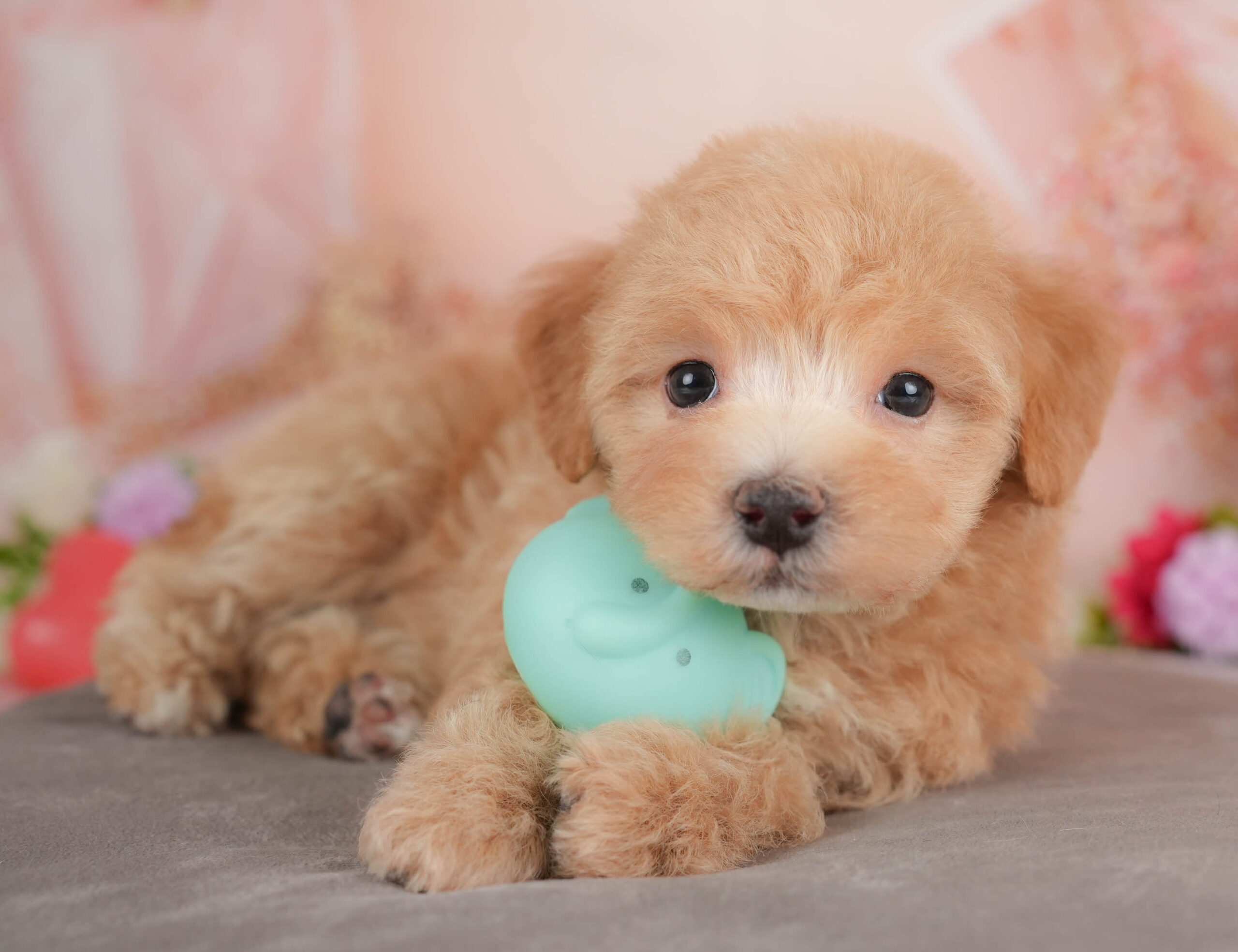 マルプー | 女の子 | レッド | 2025年12月28日