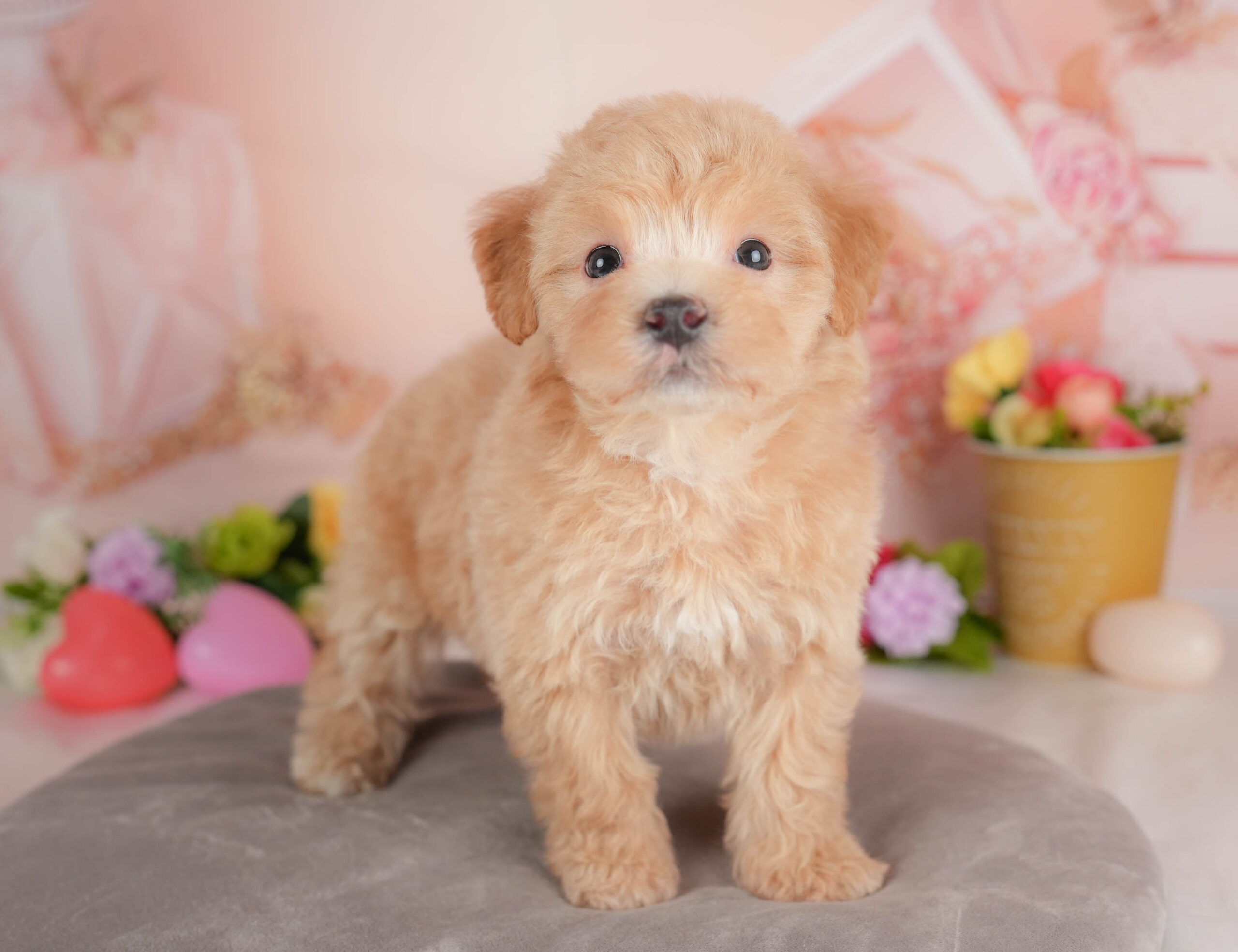 マルプー | 女の子 | レッド | 2025年12月28日