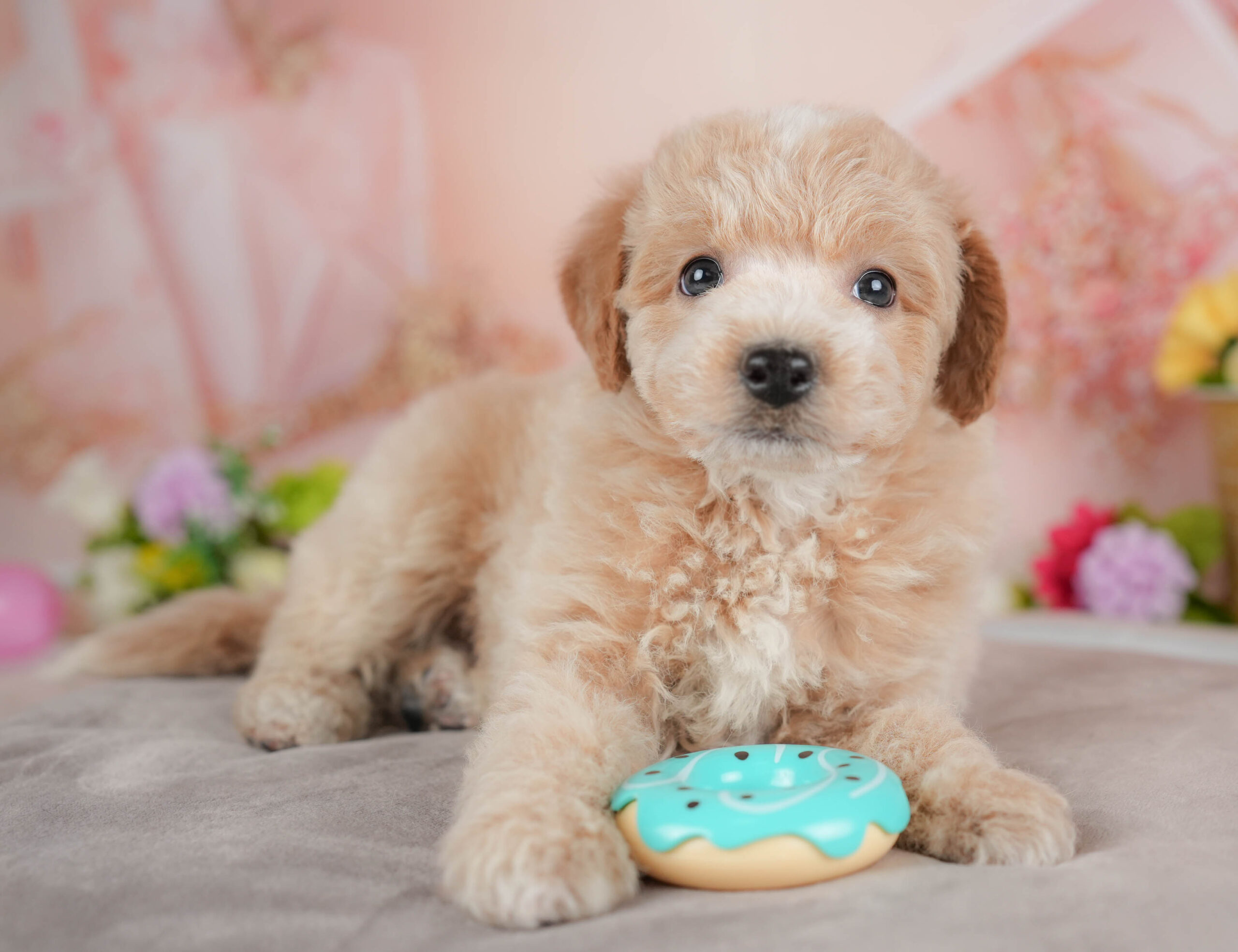 ビションプー | 男の子 | アプリコット | 2025年12月28日