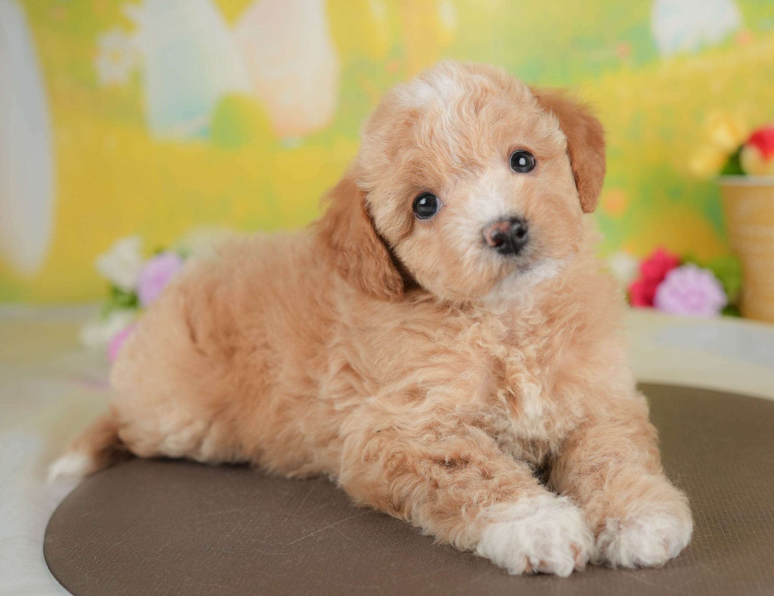 ビションプー | 女の子 | アプリコット＆ホワイト | 2025年12月28日