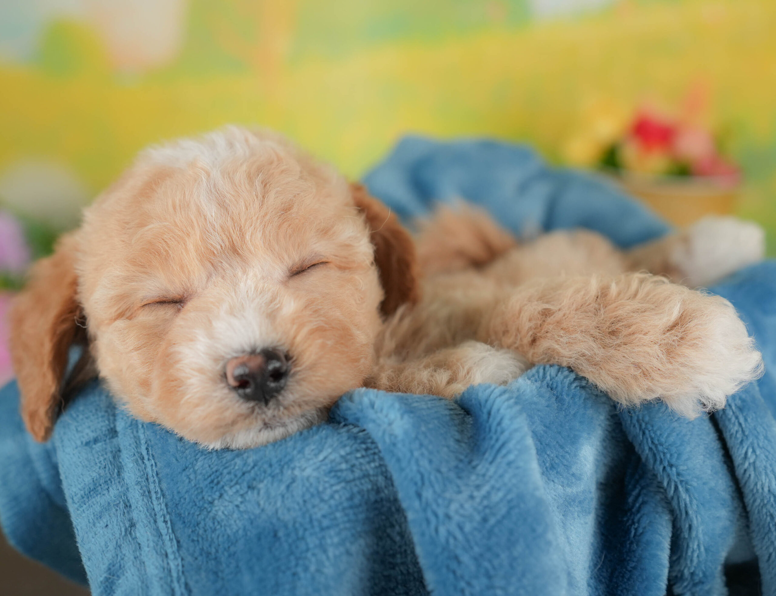 ビションプー | 女の子 | アプリコット&ホワイト | 2025年12月28日