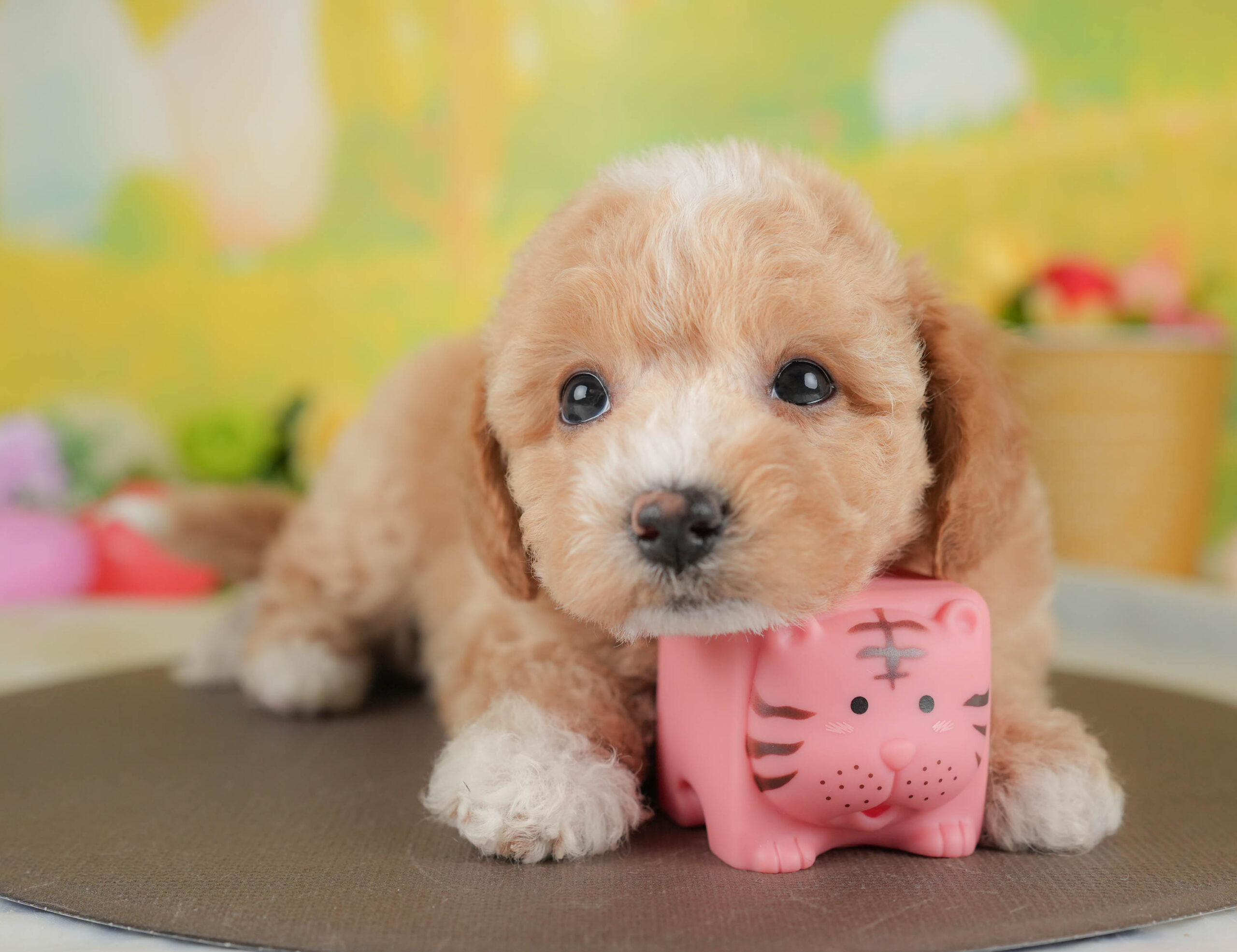 ビションプー | 女の子 | アプリコット&ホワイト | 2025年12月28日